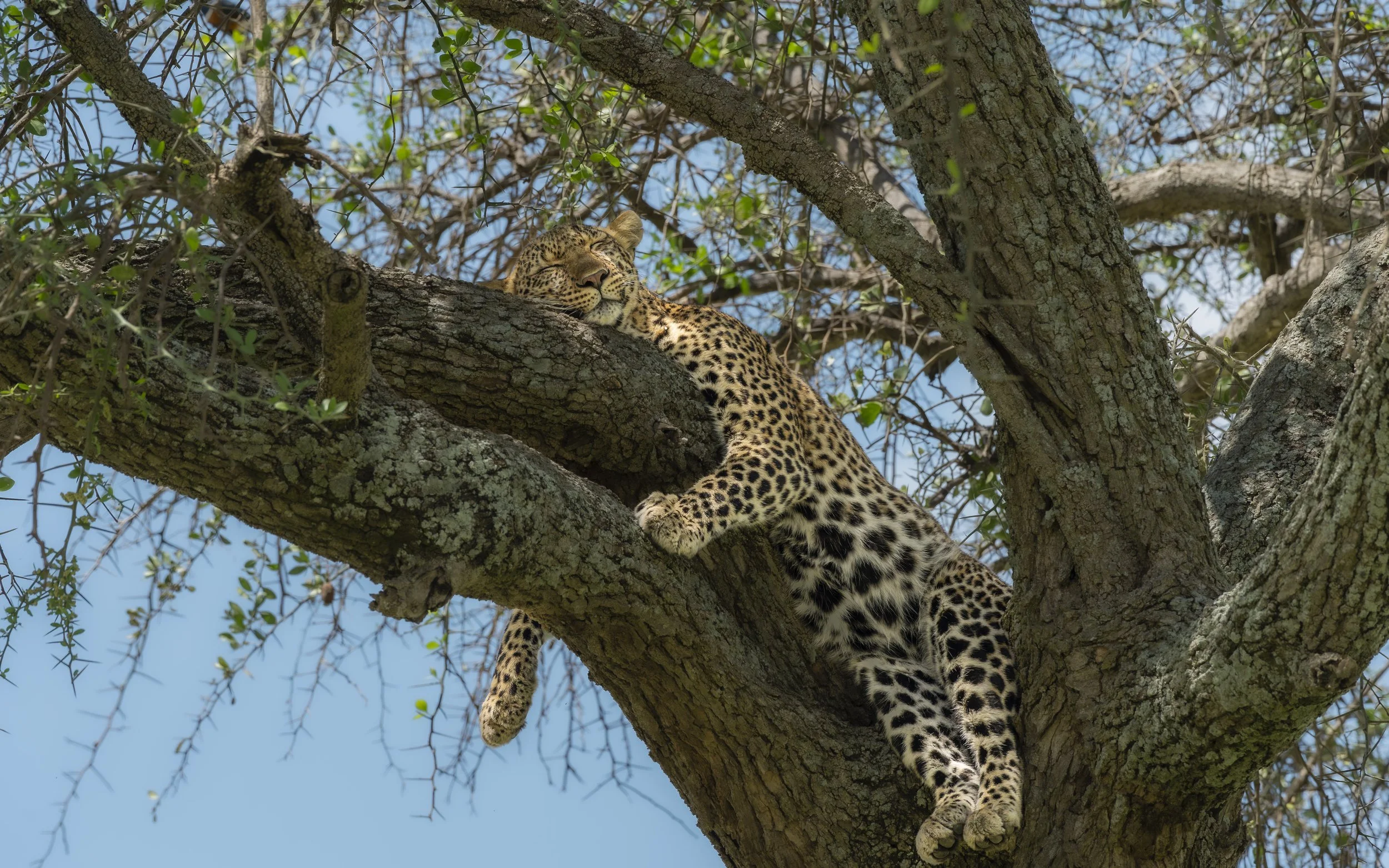 A leopard resting on a tree branch with eyes closed.