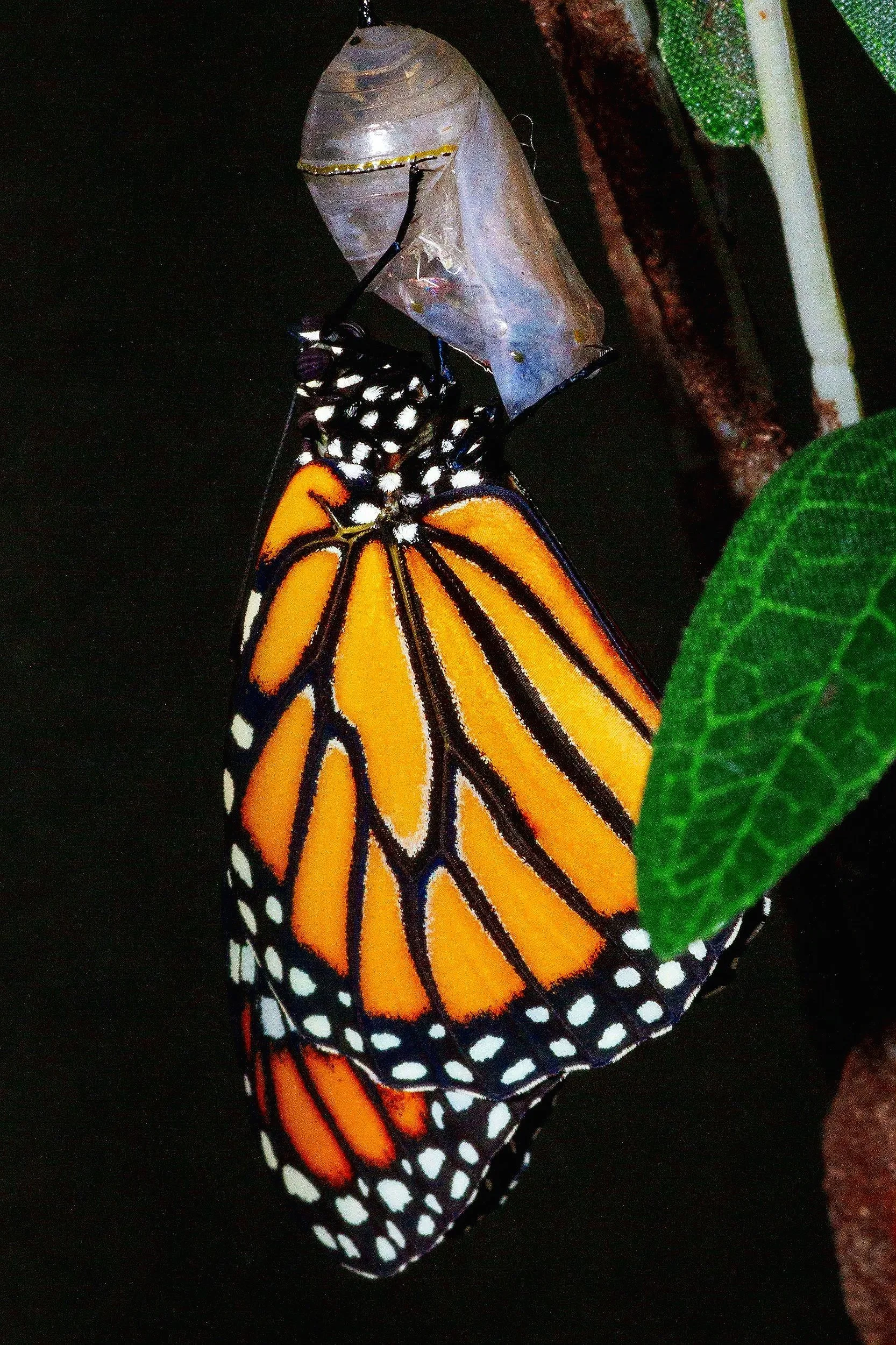 Butterfly emerging from a chrysalis symbolizing personal growth, healing, and transformation.