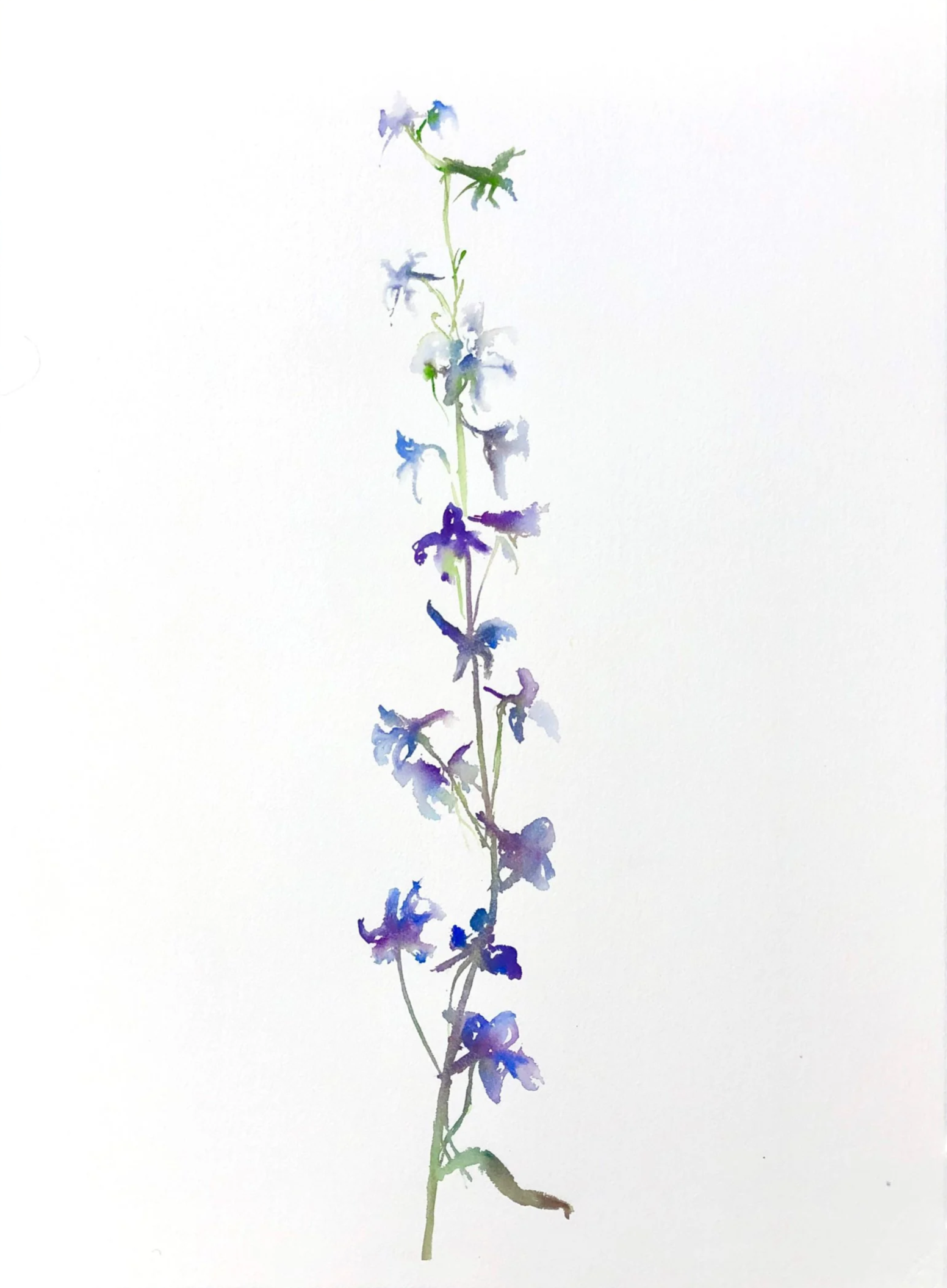 Watercolor painting of a purple and blue flower stem with multiple blossoms on a white background.