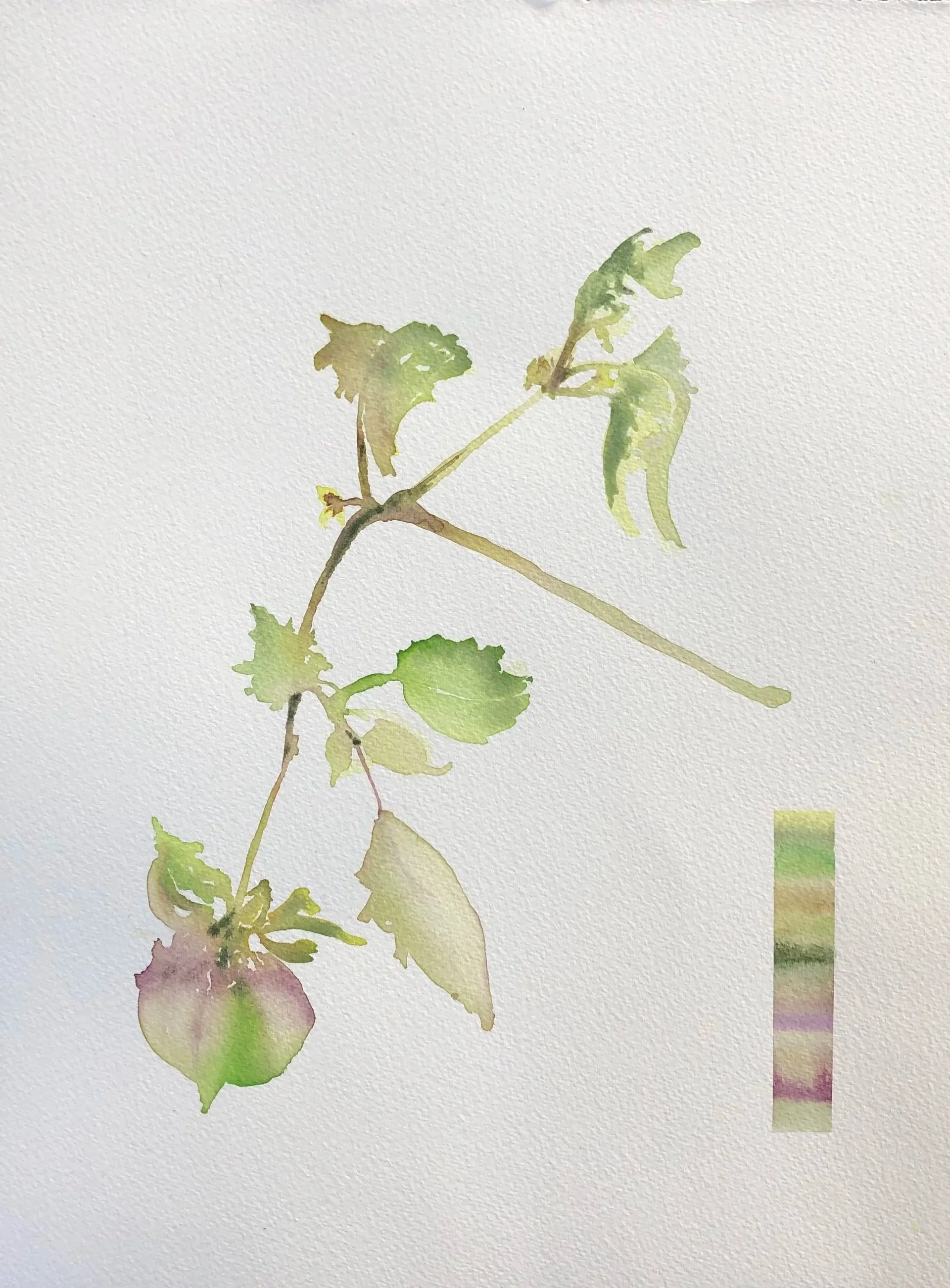 A watercolor-style illustration of a small, leafy plant or herb stem with green leaves and a pinkish flower, with a color calibration strip in the bottom right corner.