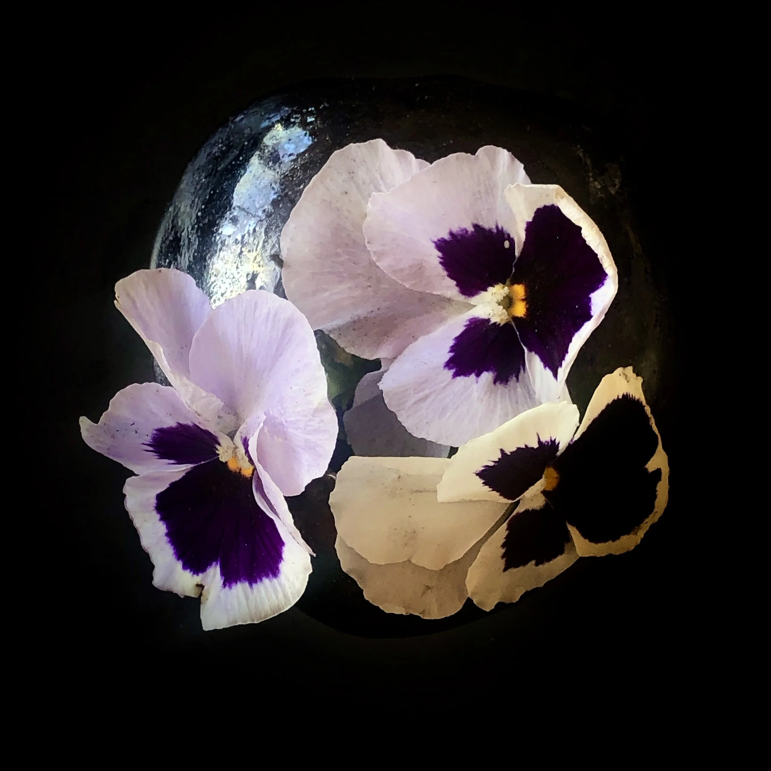 Four bicolor pansy flowers with white and purple petals, arranged on a reflective black circular surface with a dark background.