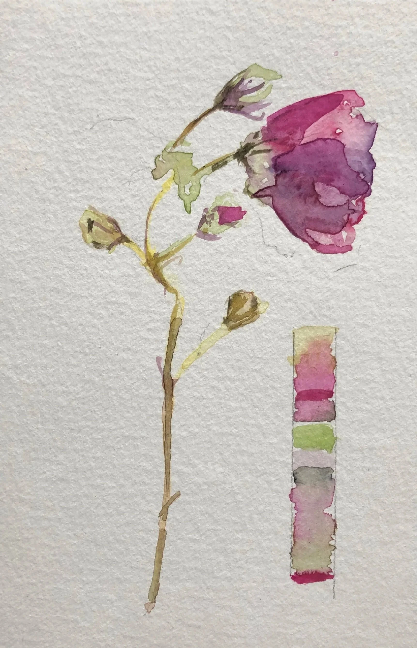 Watercolor painting of a pink and purple flower on a stem with buds and a color palette with shades of pink, purple, green, and beige.