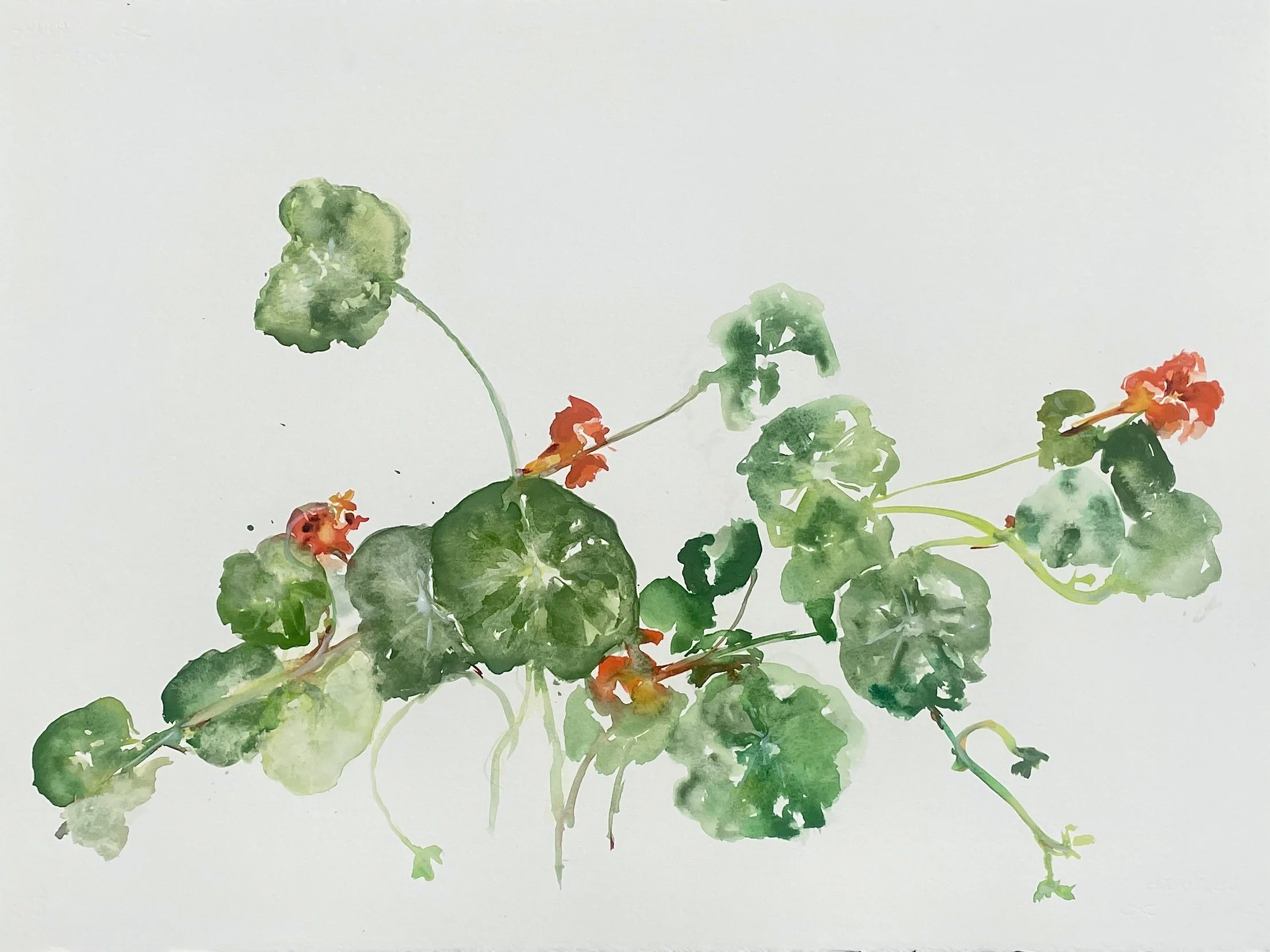 Watercolor painting of green leaves and small orange flowers on a white background.