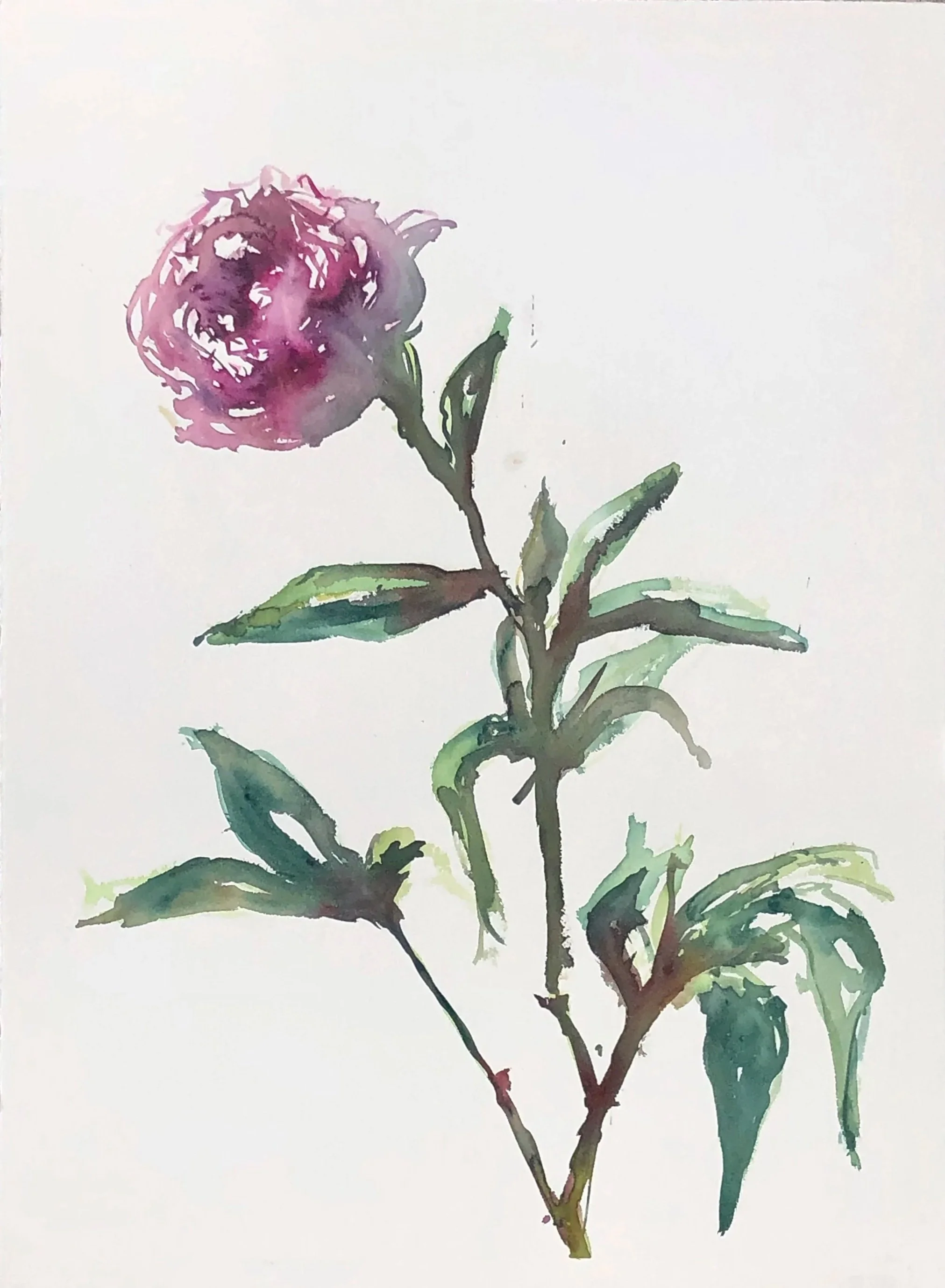 Watercolor painting of a pink rose on a white background.