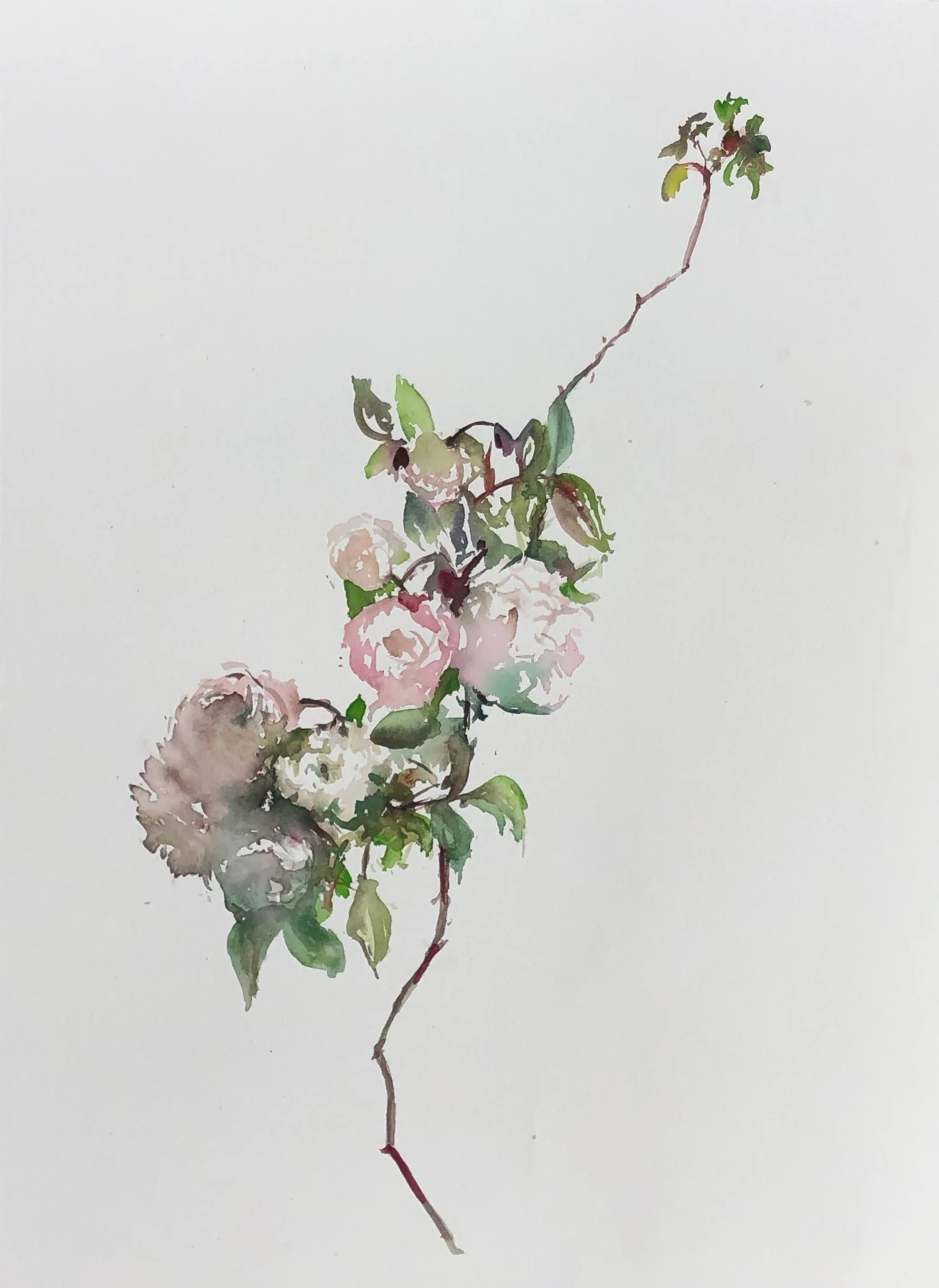 Watercolor painting of a branch with pink and white flowers and green leaves on a white background.