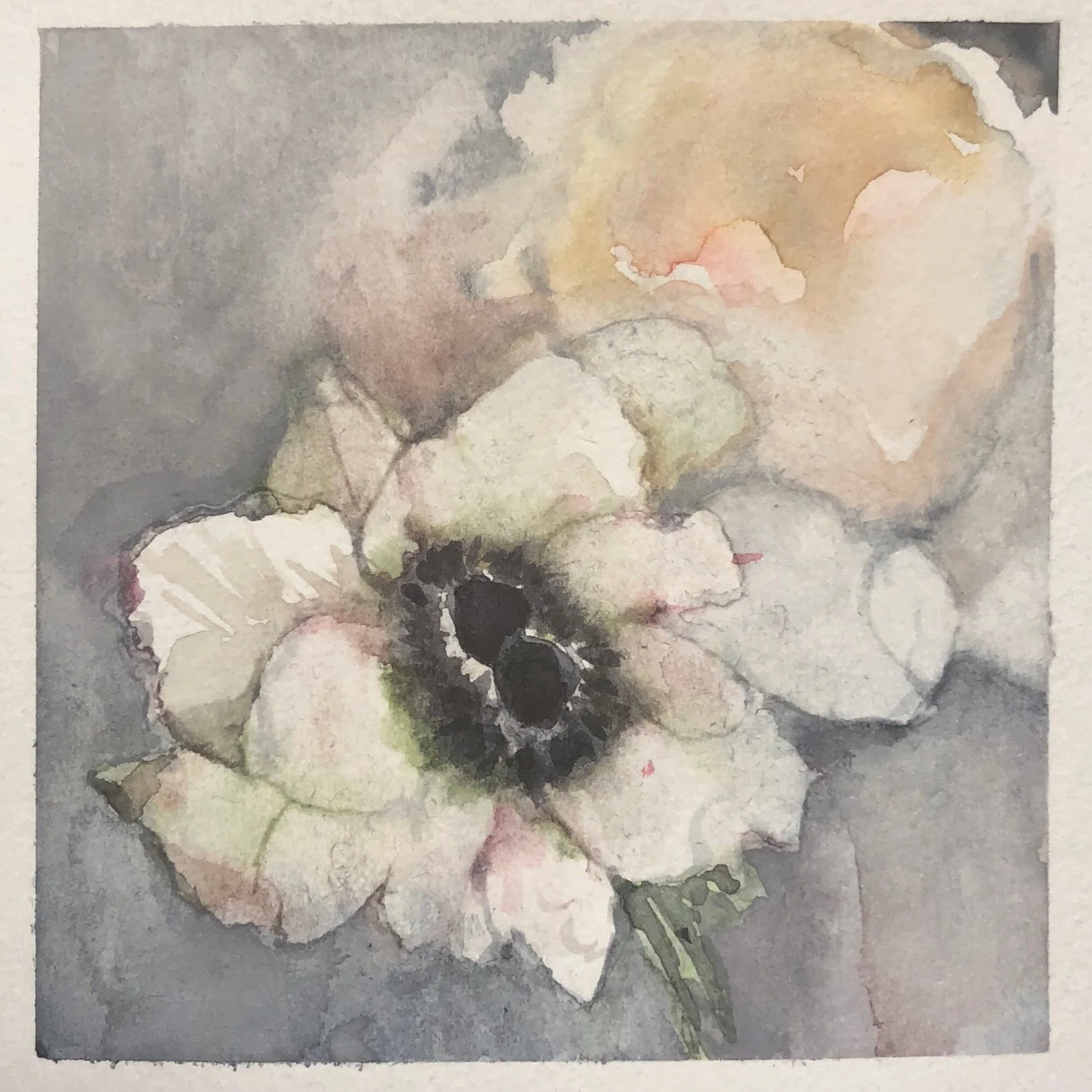 Watercolor painting of a white flower with dark center and green leaves on a gray background.