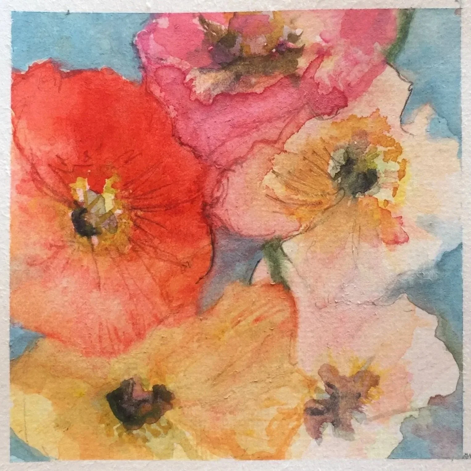 Watercolor painting of colorful poppy flowers in shades of red, pink, orange, and yellow with black centers.