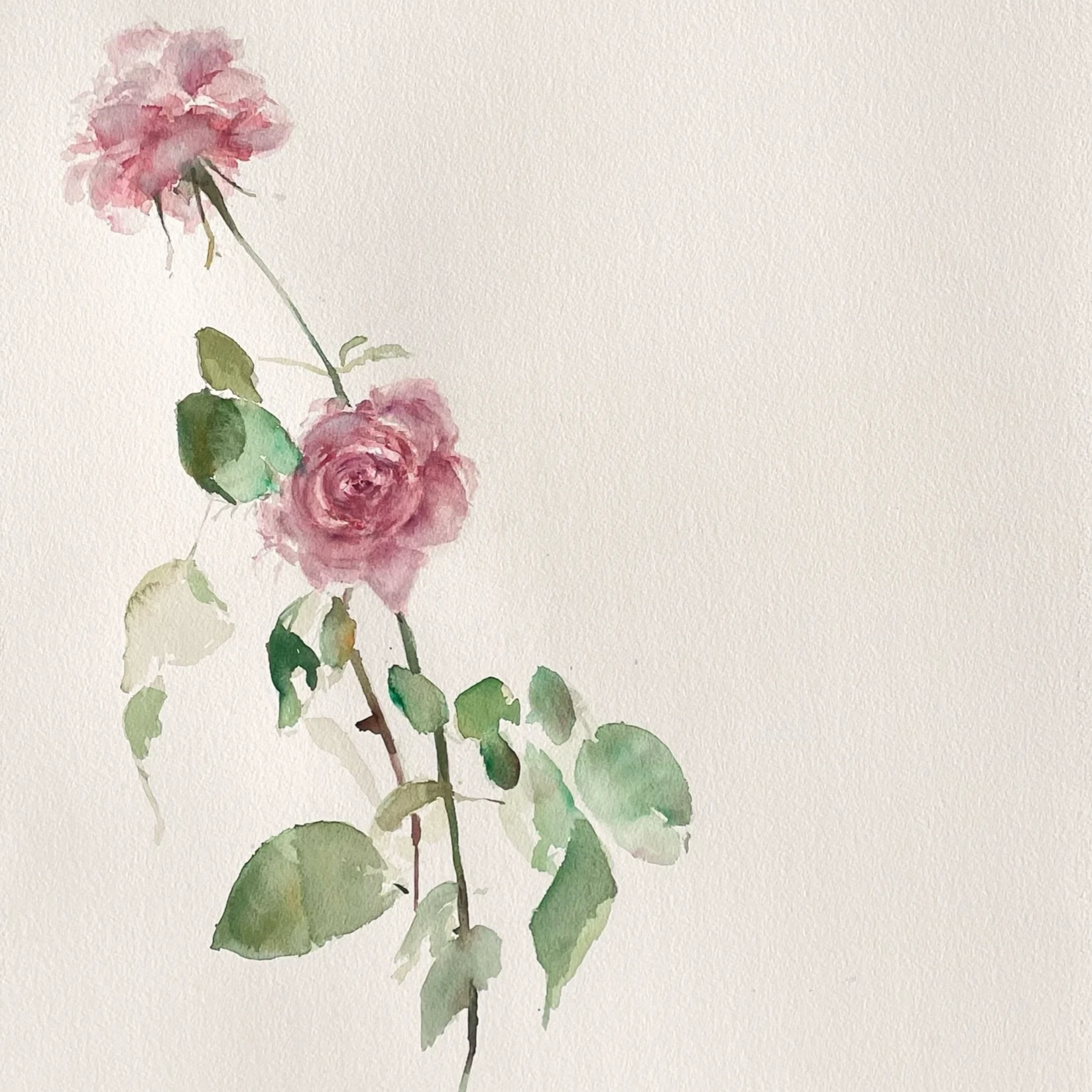 Watercolor painting of a pink rose with green leaves on a light background.