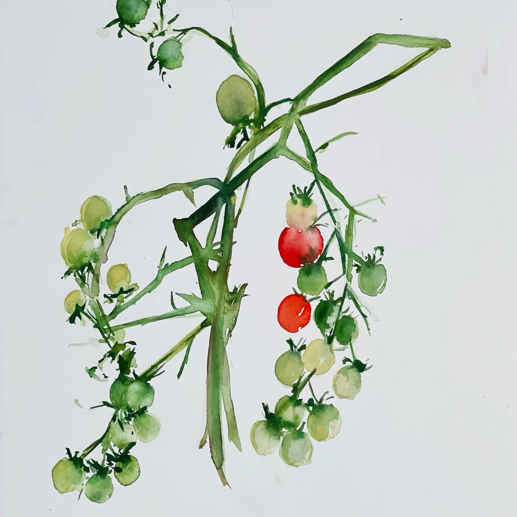 Watercolor painting of a tomato plant with green and red tomatoes on the vine.