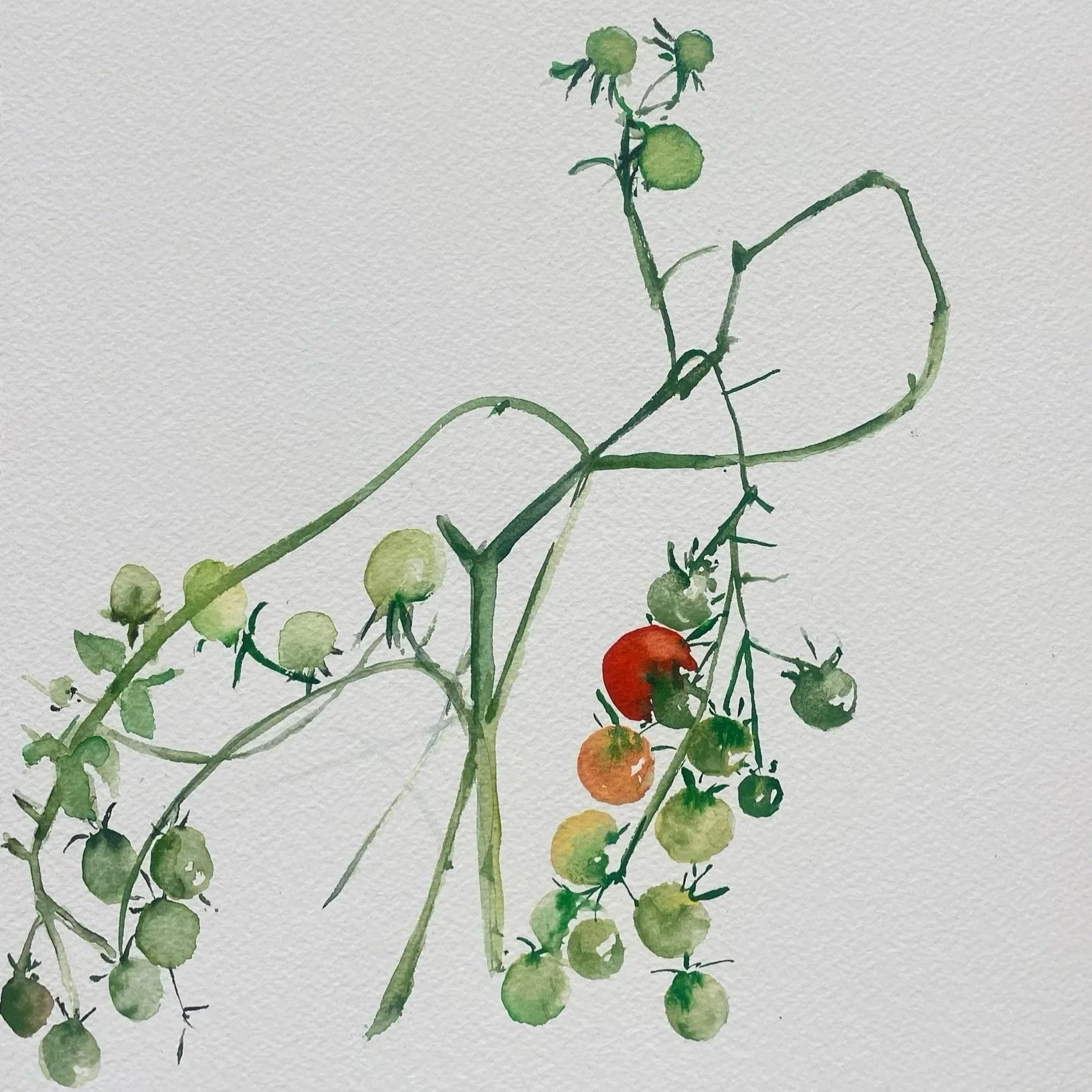 Watercolor painting of a tomato plant with green and ripening red and orange tomatoes on vine.