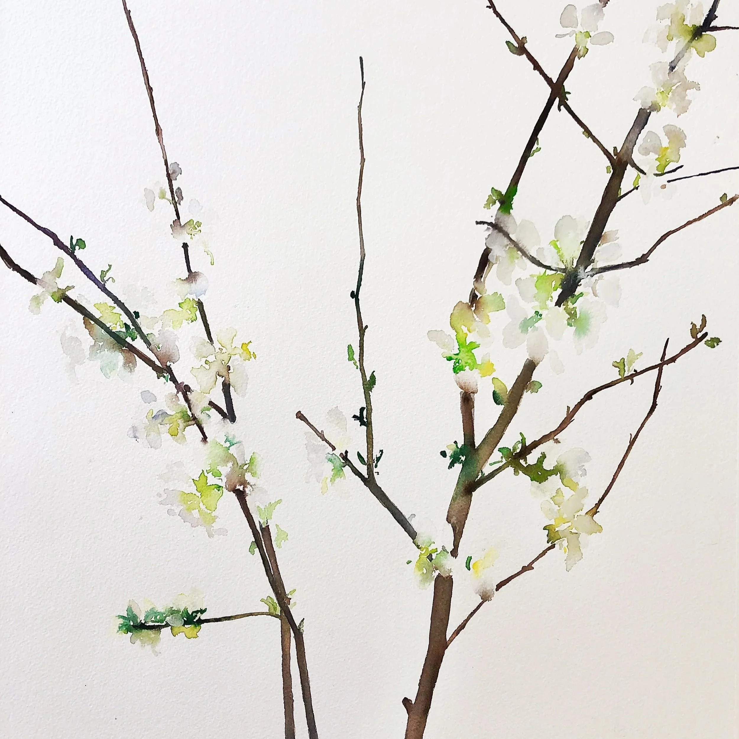Watercolor painting of a tree branch with small white blossoms and green leaves.