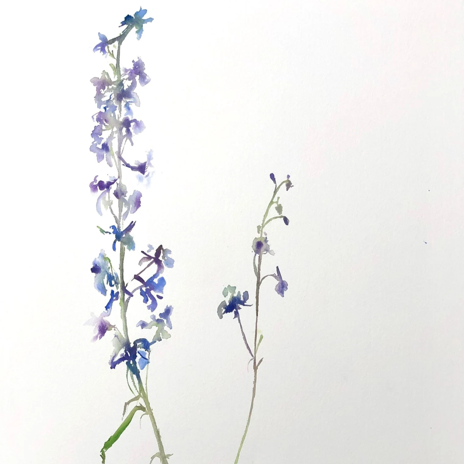 Watercolor painting of two delicate purple and blue flowers with green stems on a white background.