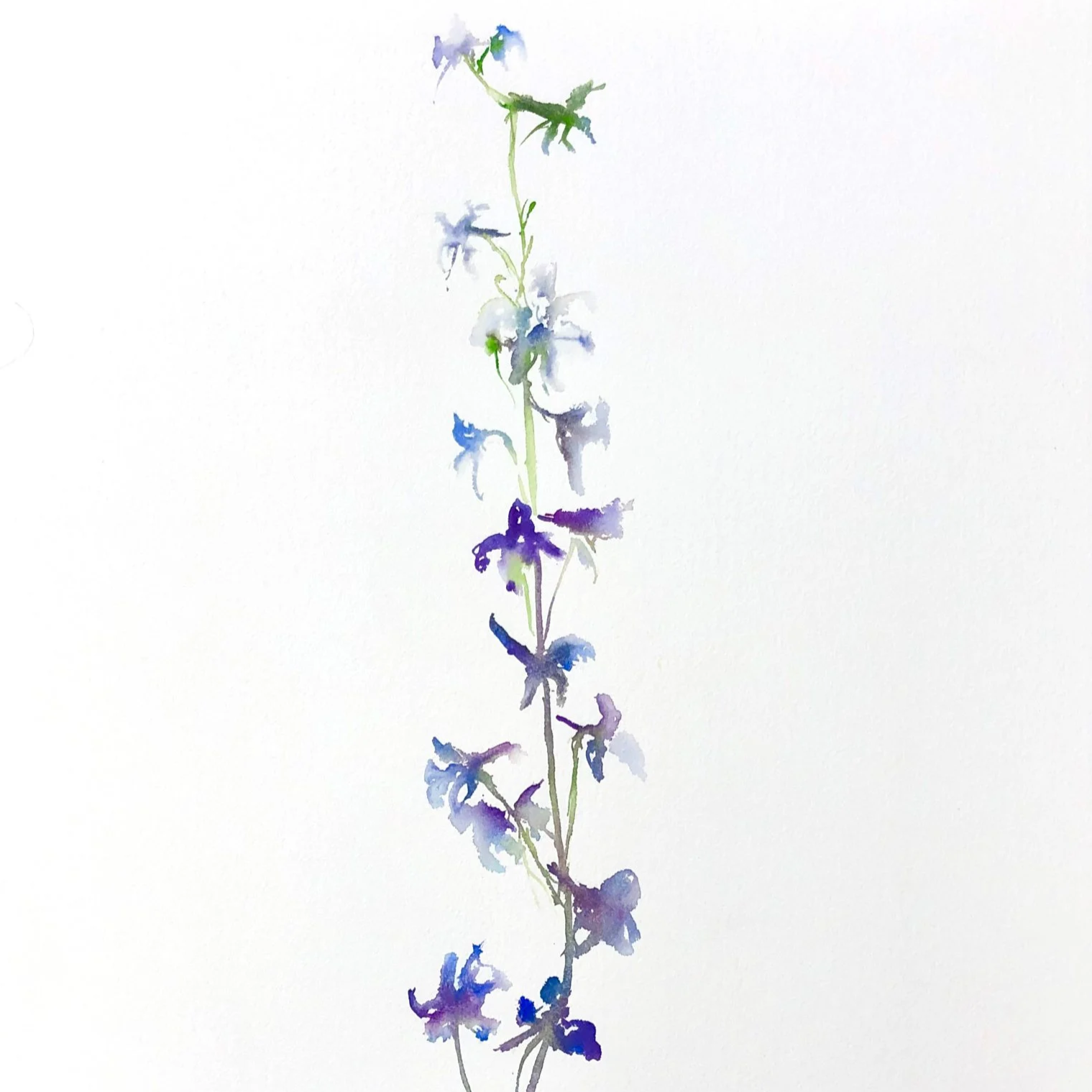 A delicate watercolor painting of a vertical sprig of purple and blue flowers with green stems on a white background.