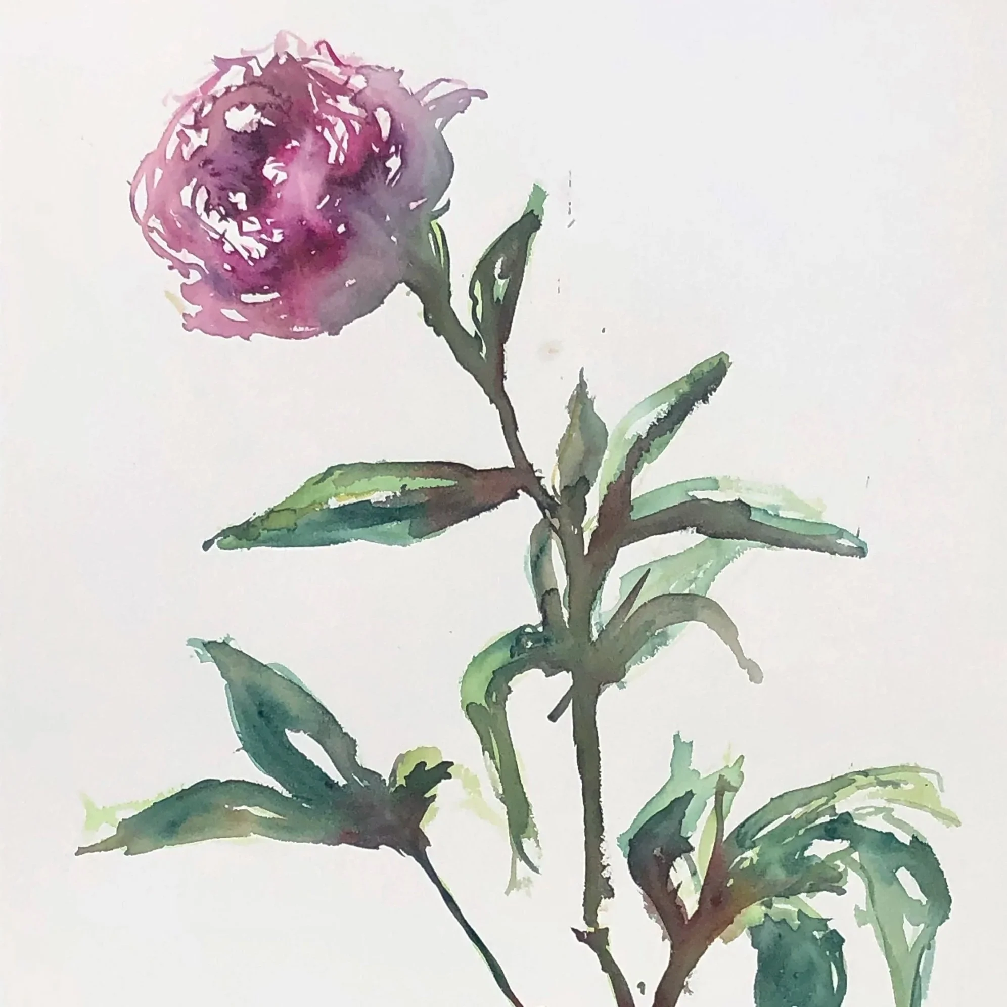 Watercolor painting of a purple flower with green leaves on a white background.