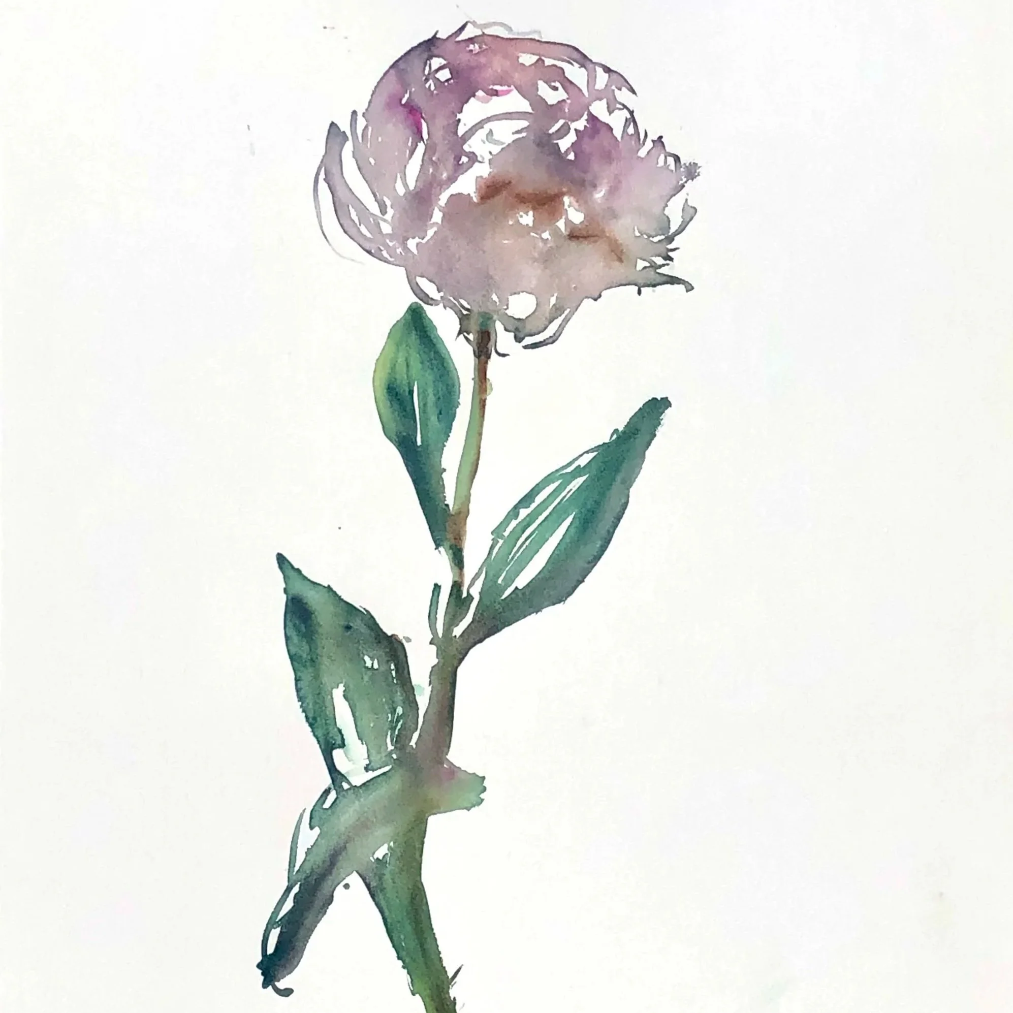 Watercolor painting of a pinkish-purple flower with green leaves on a white background.