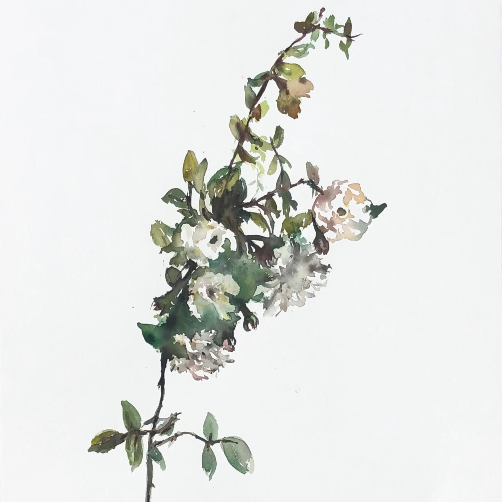 Watercolor painting of a thin, winding branch with green leaves and light-colored flowers against a white background.