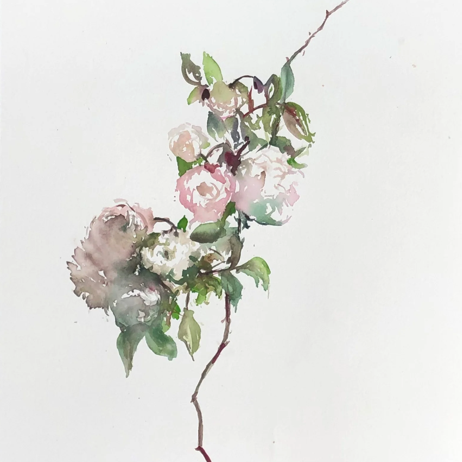 Watercolor painting of a branch with pink and white roses and green leaves.