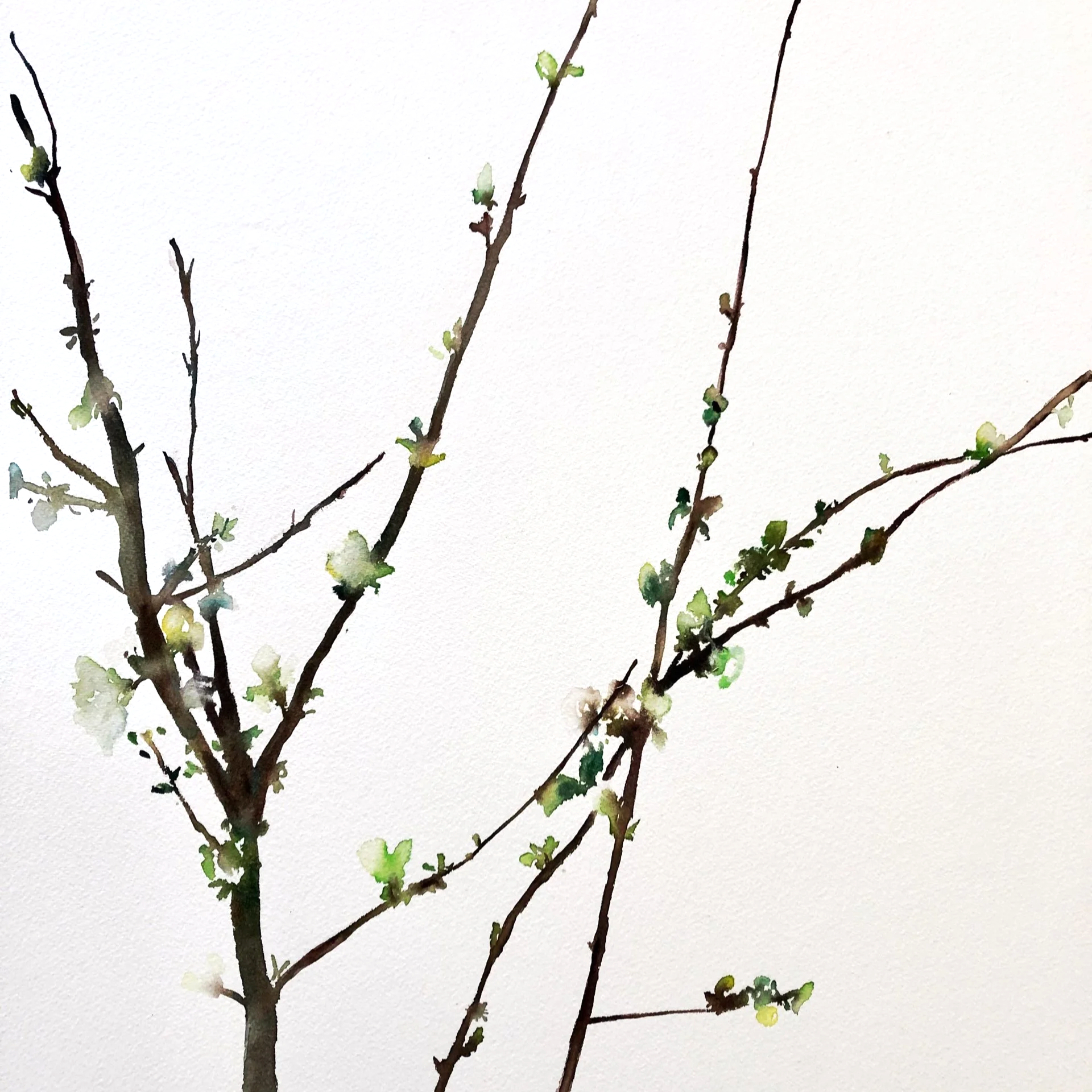Watercolor painting of tree branches with budding green leaves