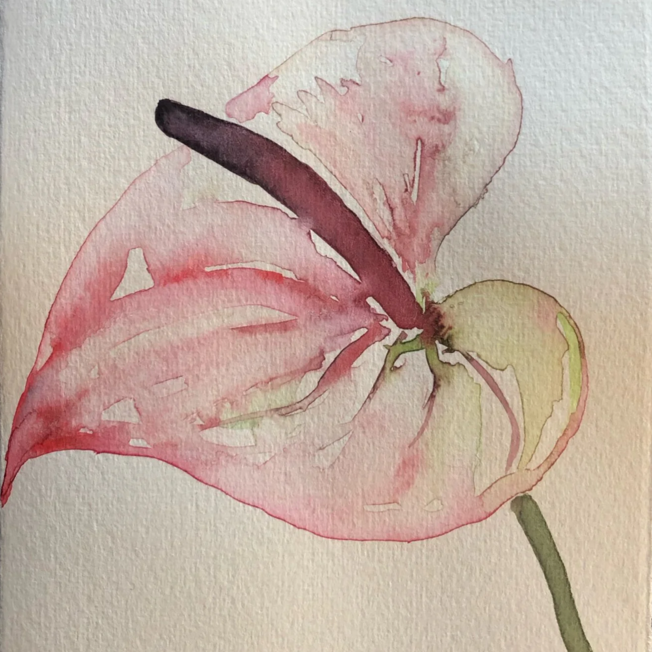 Watercolor painting of a pink and white flower with a single dark purple petal, on a light textured background.