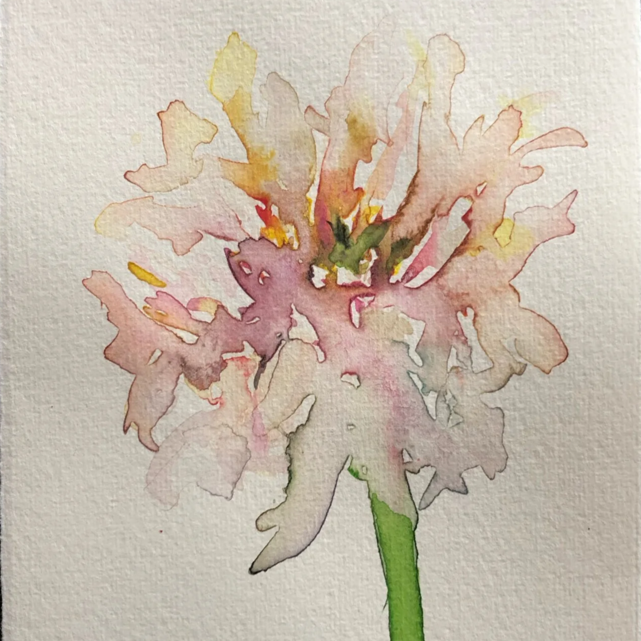 Watercolor painting of a pink and white flower with a green stem.