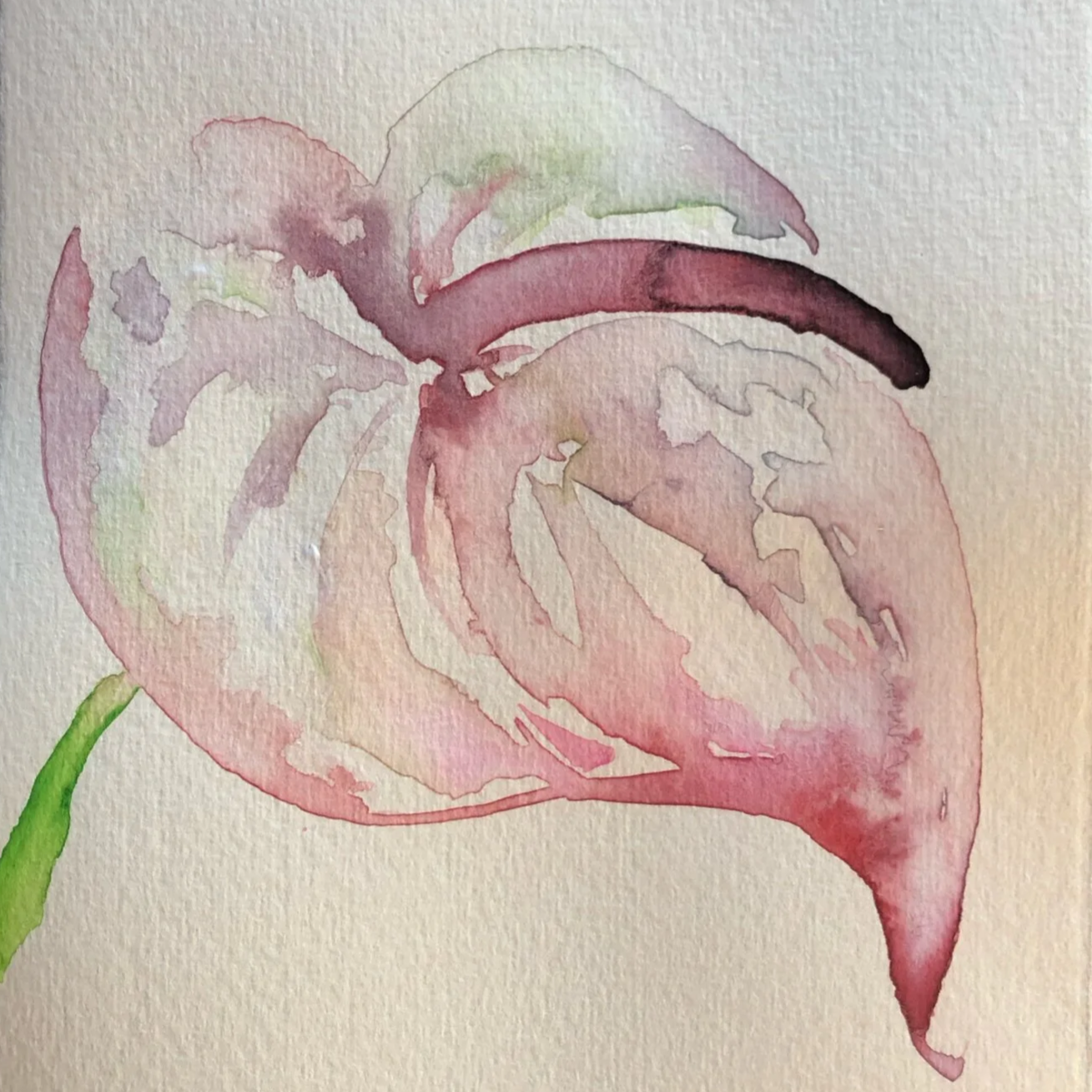 Watercolor painting of a pink and green calla lily.