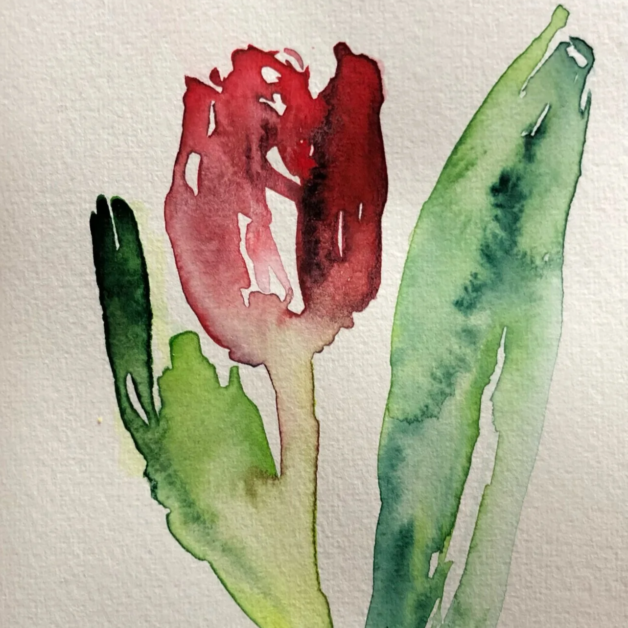Watercolor painting of a red tulip flower with green leaves on textured paper.