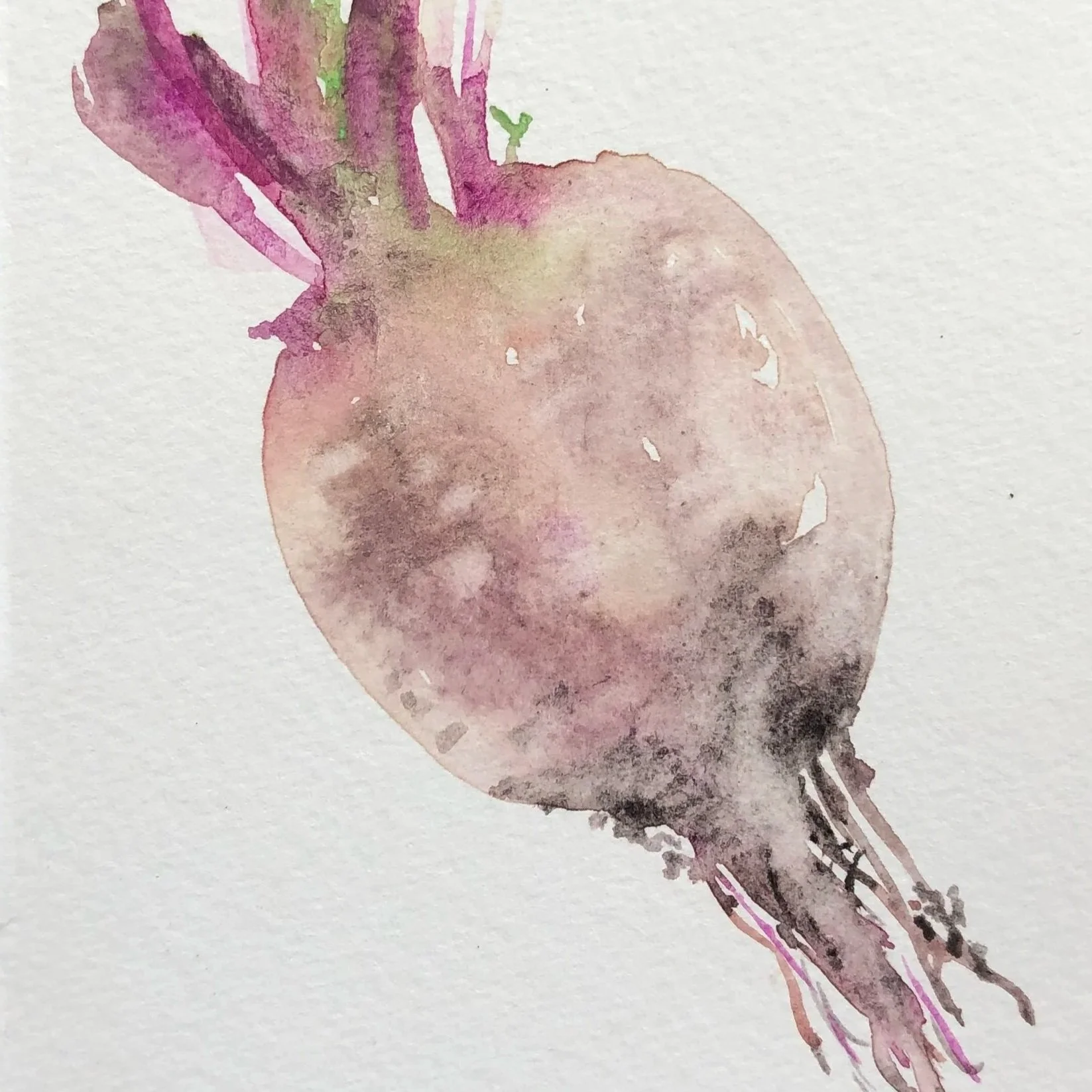 Watercolor painting of a pinkish root vegetable, likely a beet, with green and purple sprouts at the top and visible roots at the bottom.