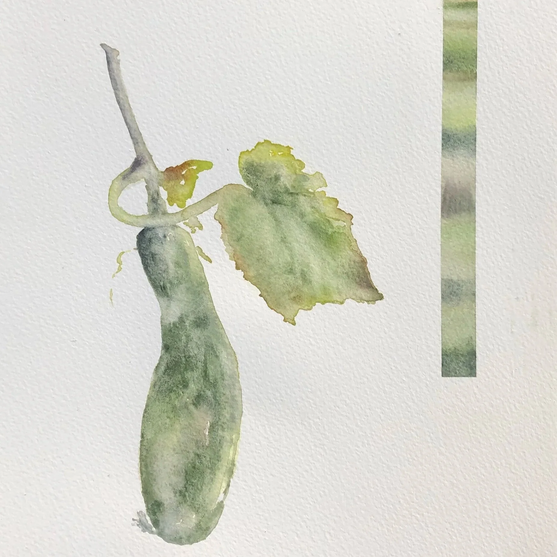 Watercolor painting of a small green cucumber with a leaf and a vine on a white background.