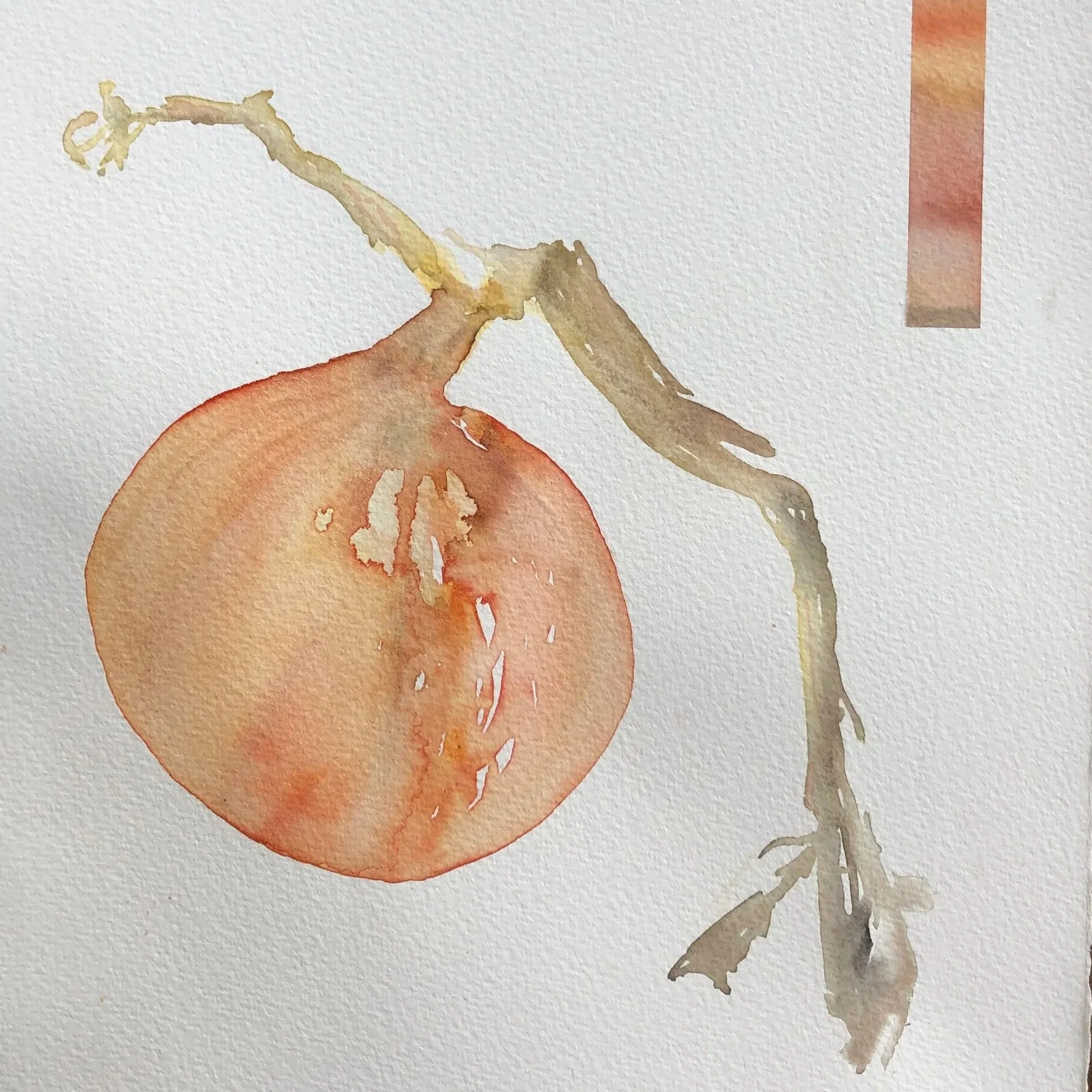 Watercolor painting of an onion with a dried stem.