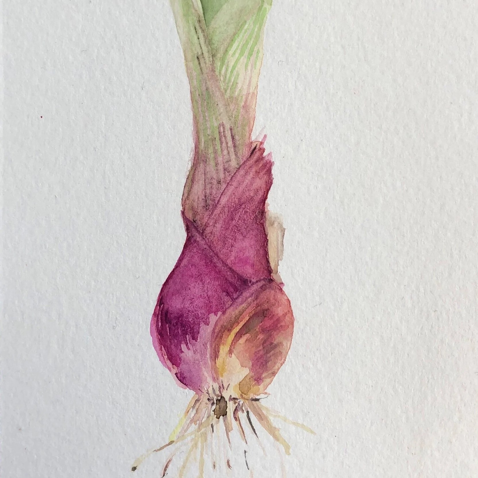 Watercolor painting of a red onion with green shoots and roots against a white background.