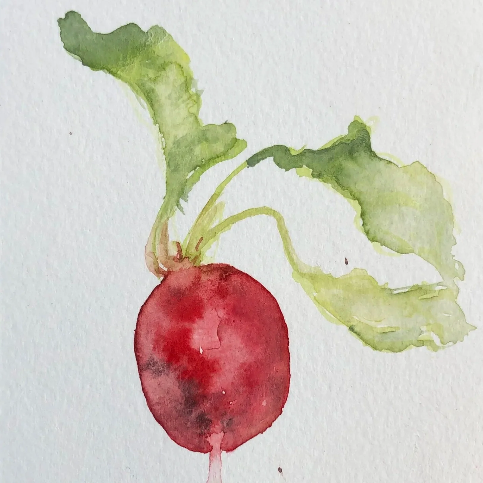 Watercolor painting of a radish with green leaves against a white background.