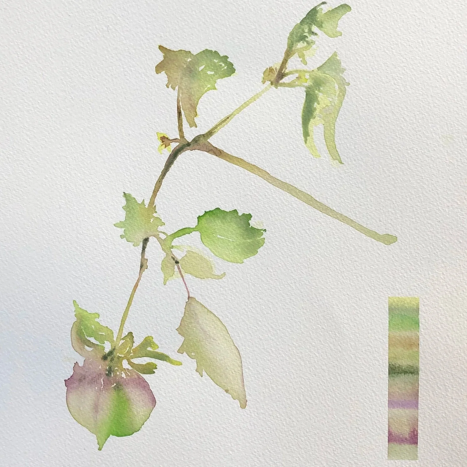 Watercolor painting of a plant with green leaves and a pinkish flower on a white background, with a color palette bar beside it.