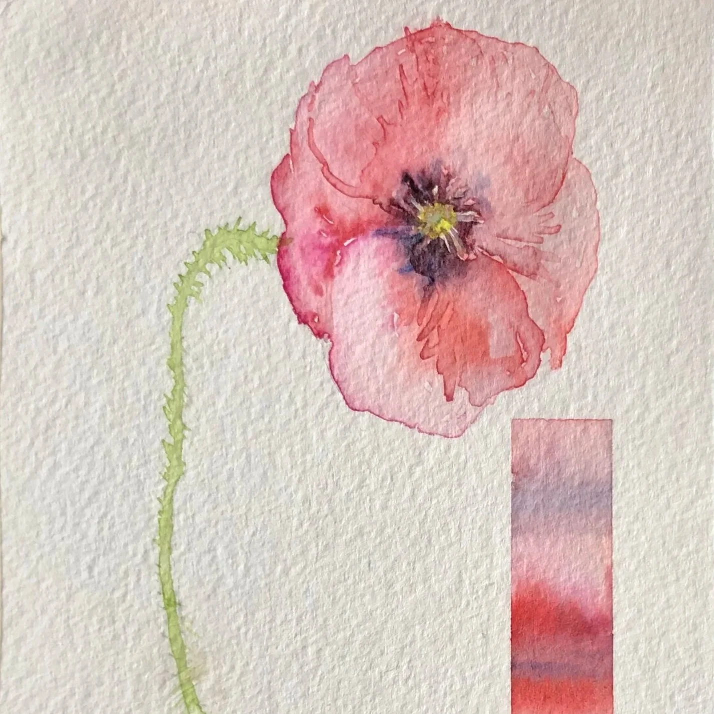 Watercolor painting of a pink poppy flower with a green stem and a color gradient rectangle below it.