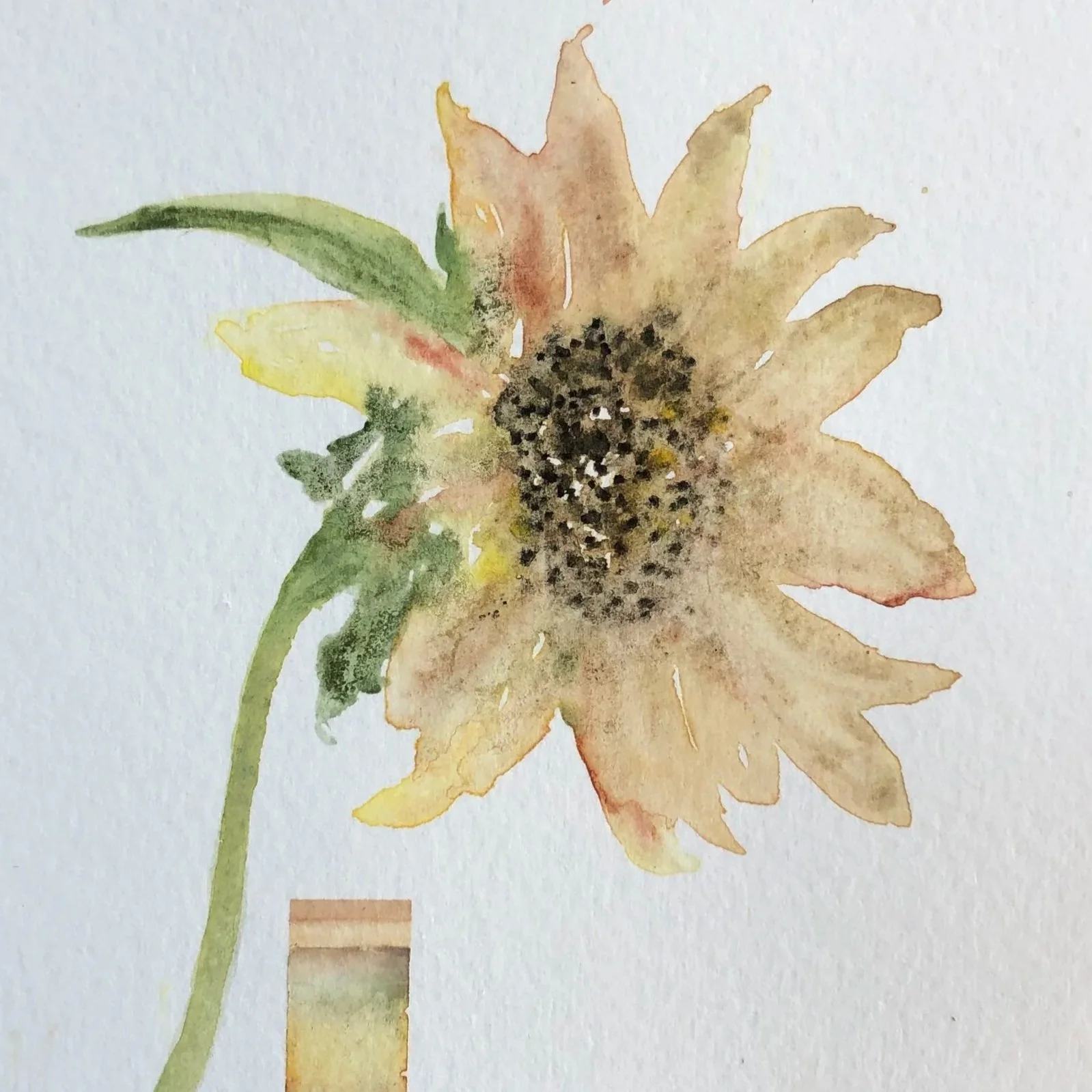 A watercolor painting of a sunflower with soft yellow and brown petals and a dark center, on a white background.