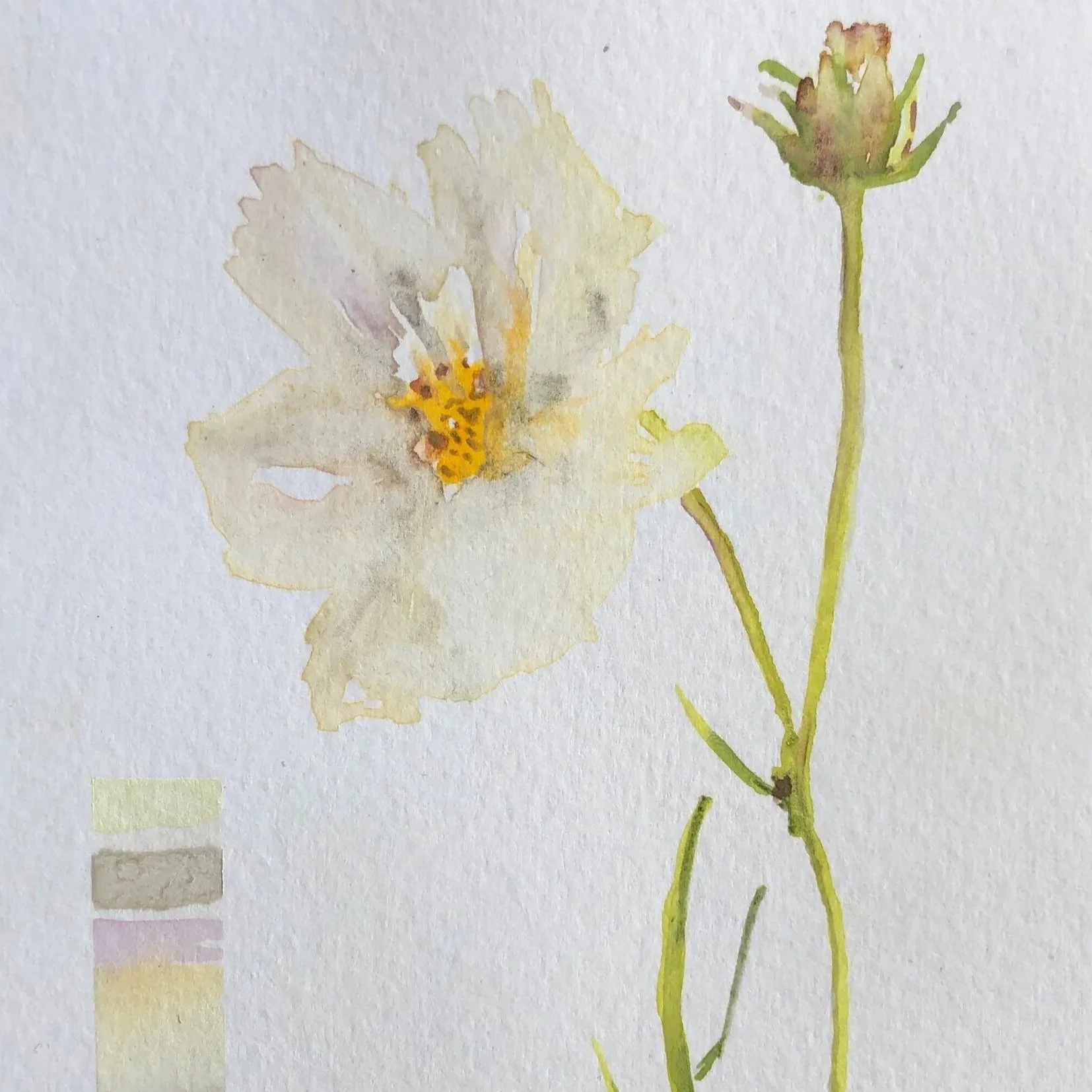 Watercolor painting of a light-colored flower with yellow and orange center, and a separate unopened bud on a green stem.