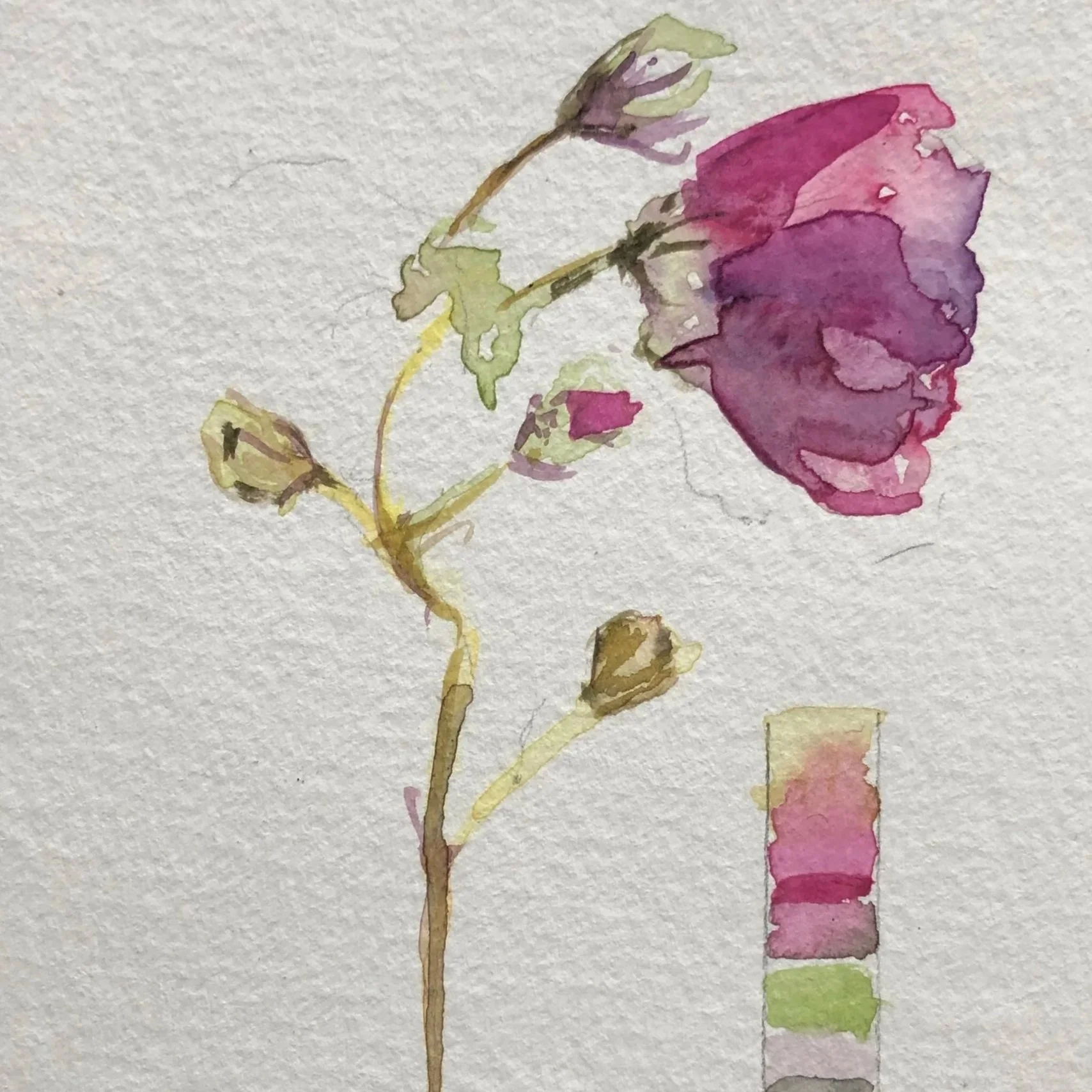Watercolor painting of a pink and purple flower with green buds on a textured background, with a color palette on the right side.