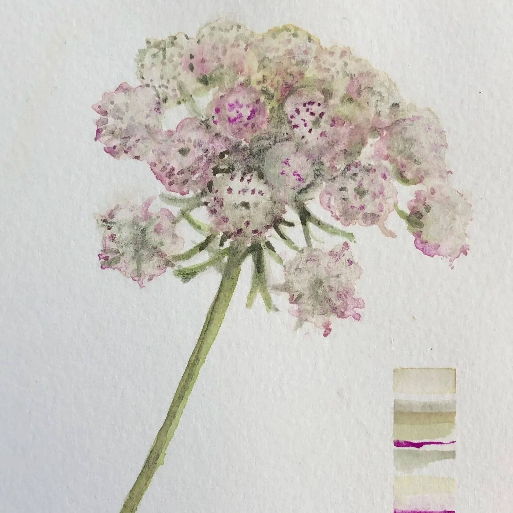 Watercolor painting of a pink and purple flower with a pale yellow, purple, and beige color palette for comparison.