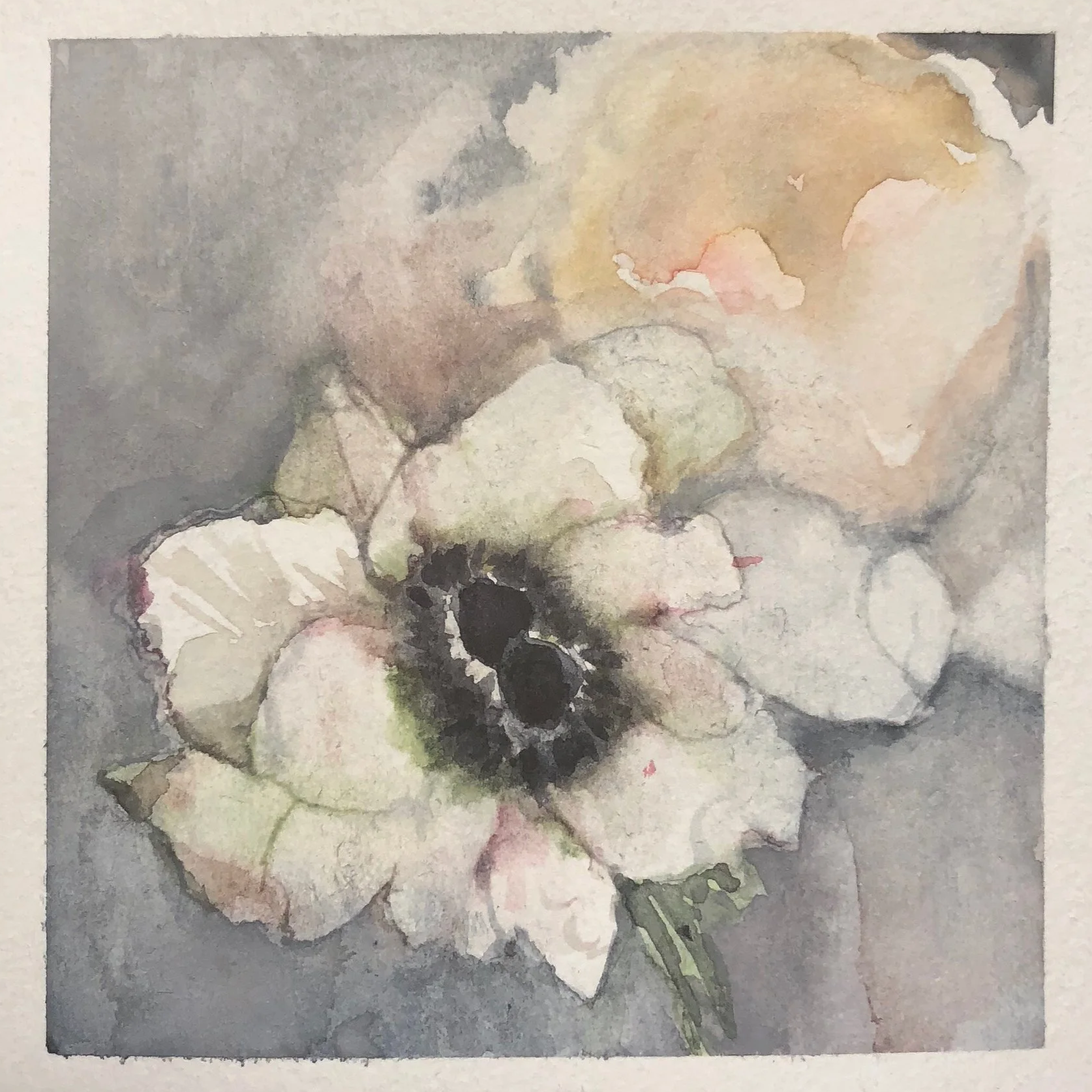 Watercolor painting of a white flower with dark center, set against a soft, muted background.