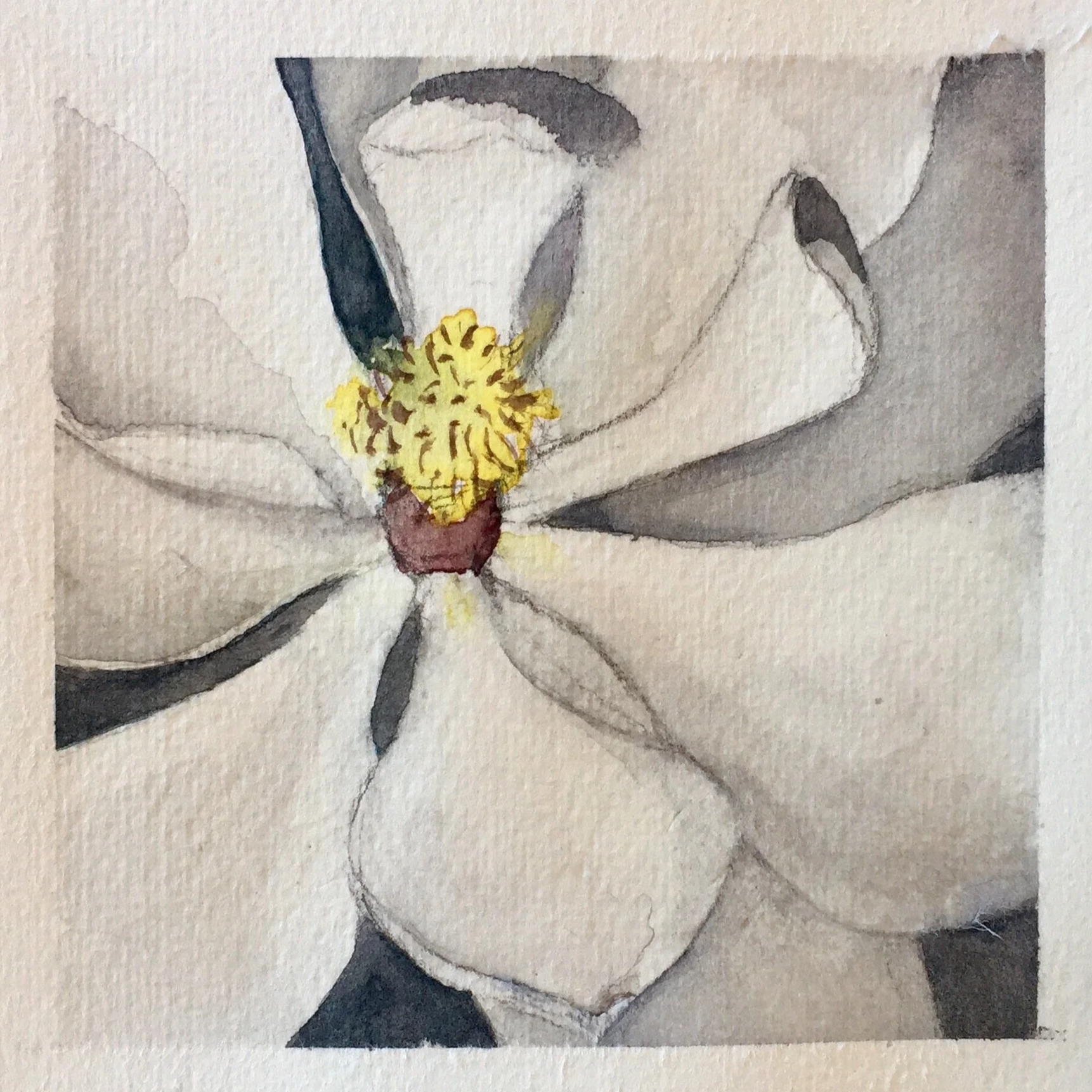 Watercolor painting of a white magnolia flower with yellow stamens and greenish sepals.