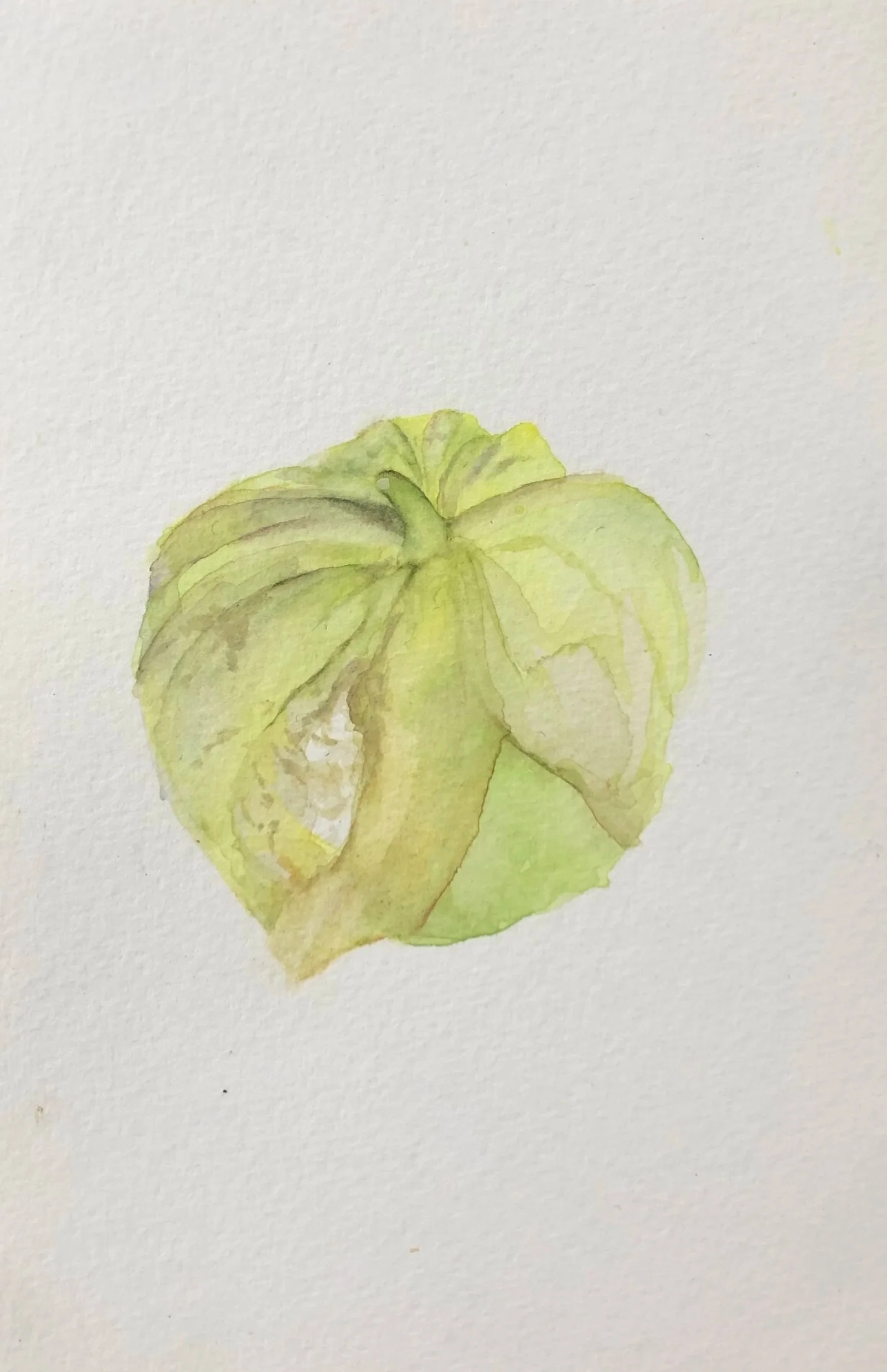 A+-+Tomatillo.jpg
