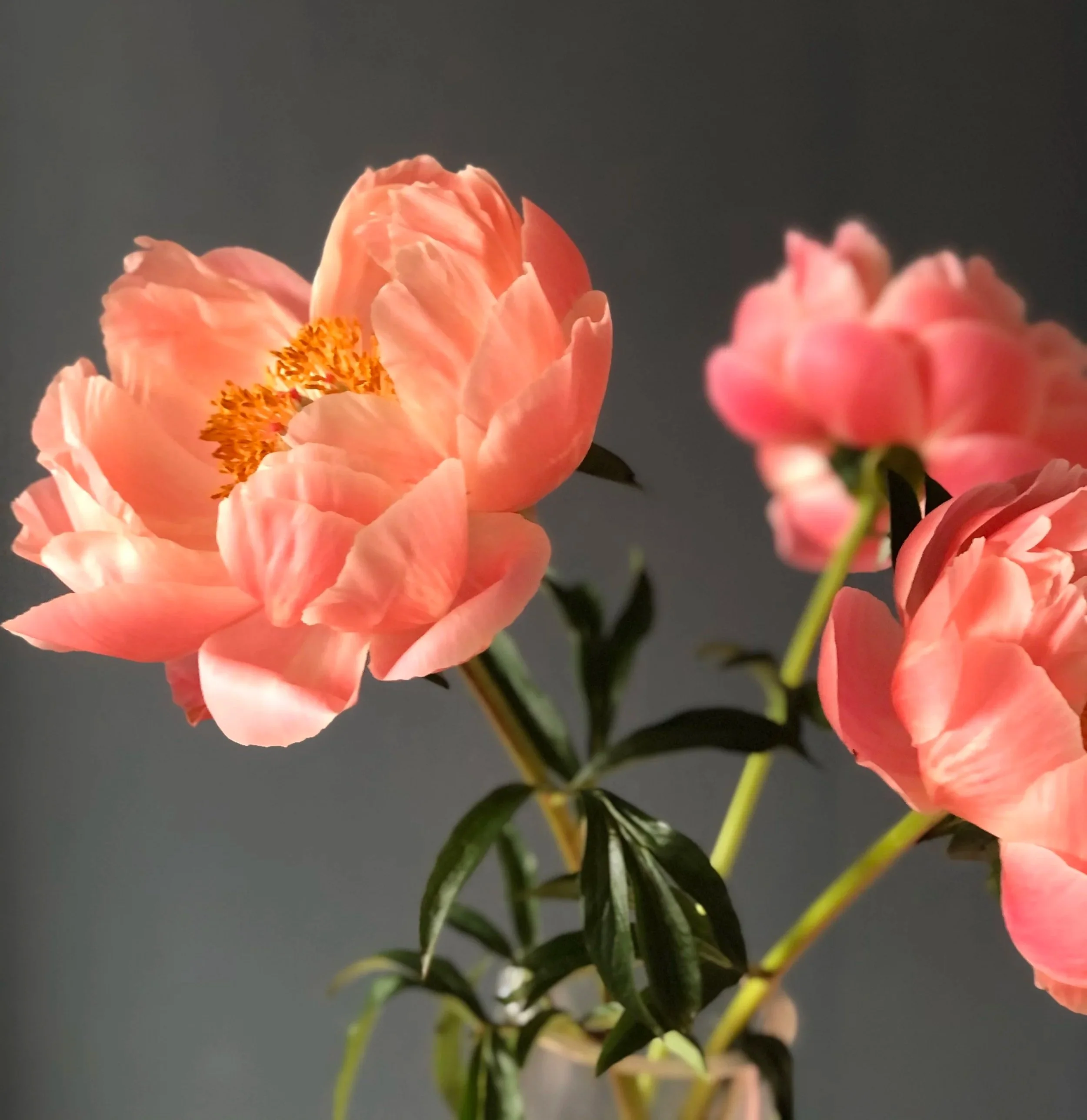 Considering+Flowers+4.jpg
