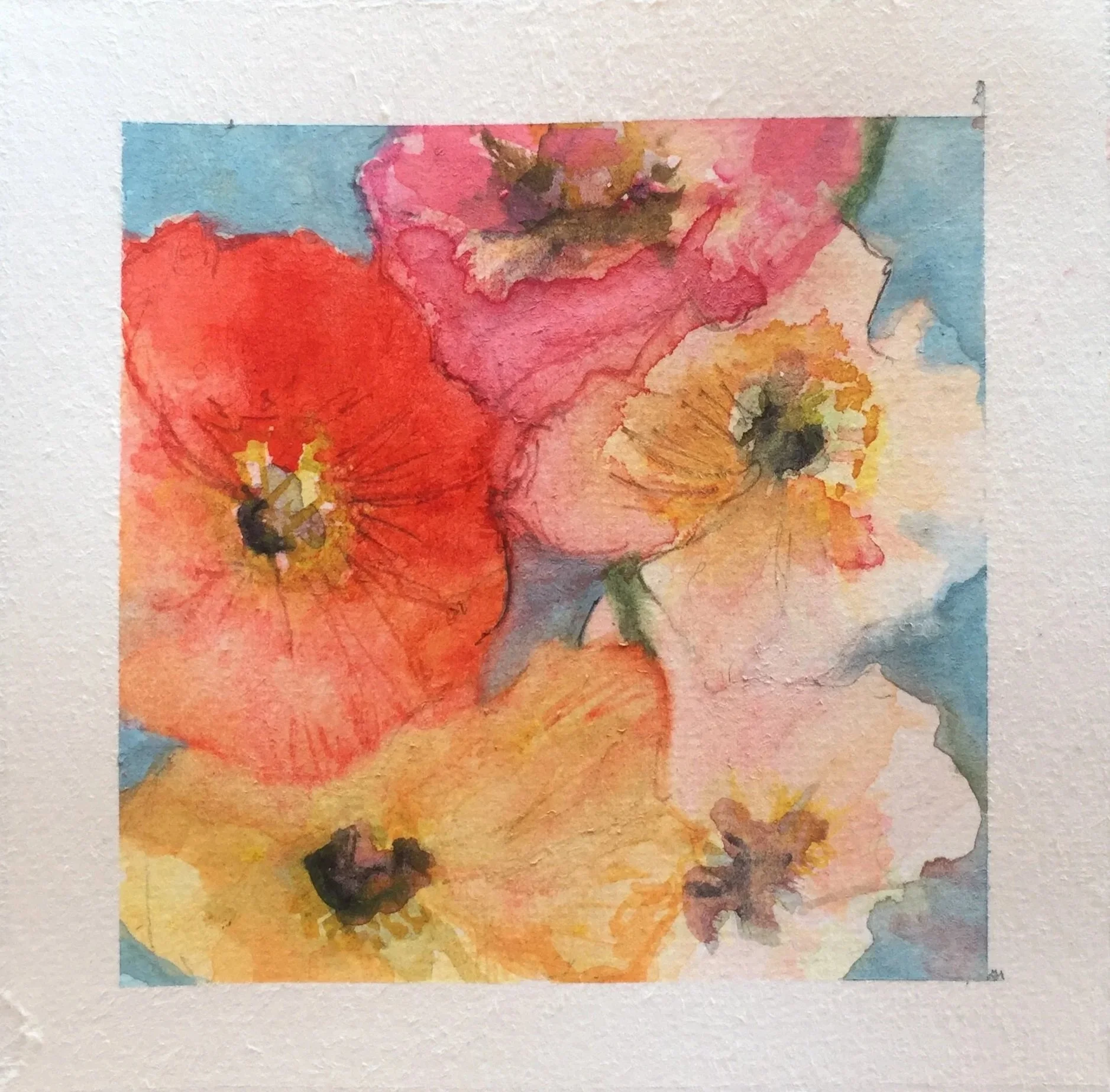 Watercolor painting of multicolored poppies with shades of red, pink, yellow, and orange, set against a light blue background.