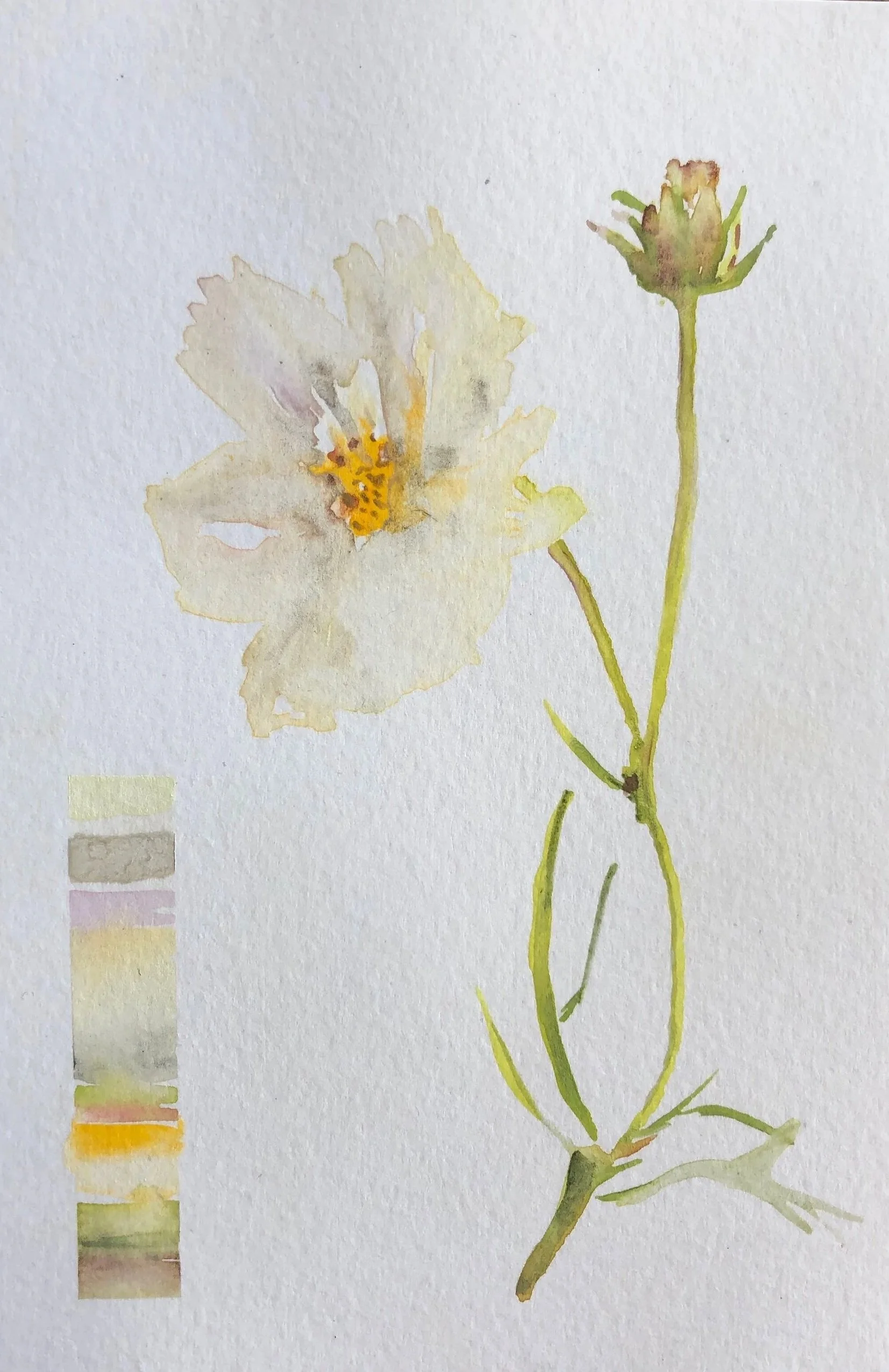A watercolor painting of a delicate cream-colored flower with a yellow center and a pinkish bud on a thin green stem, with a color palette strip on the bottom left corner.