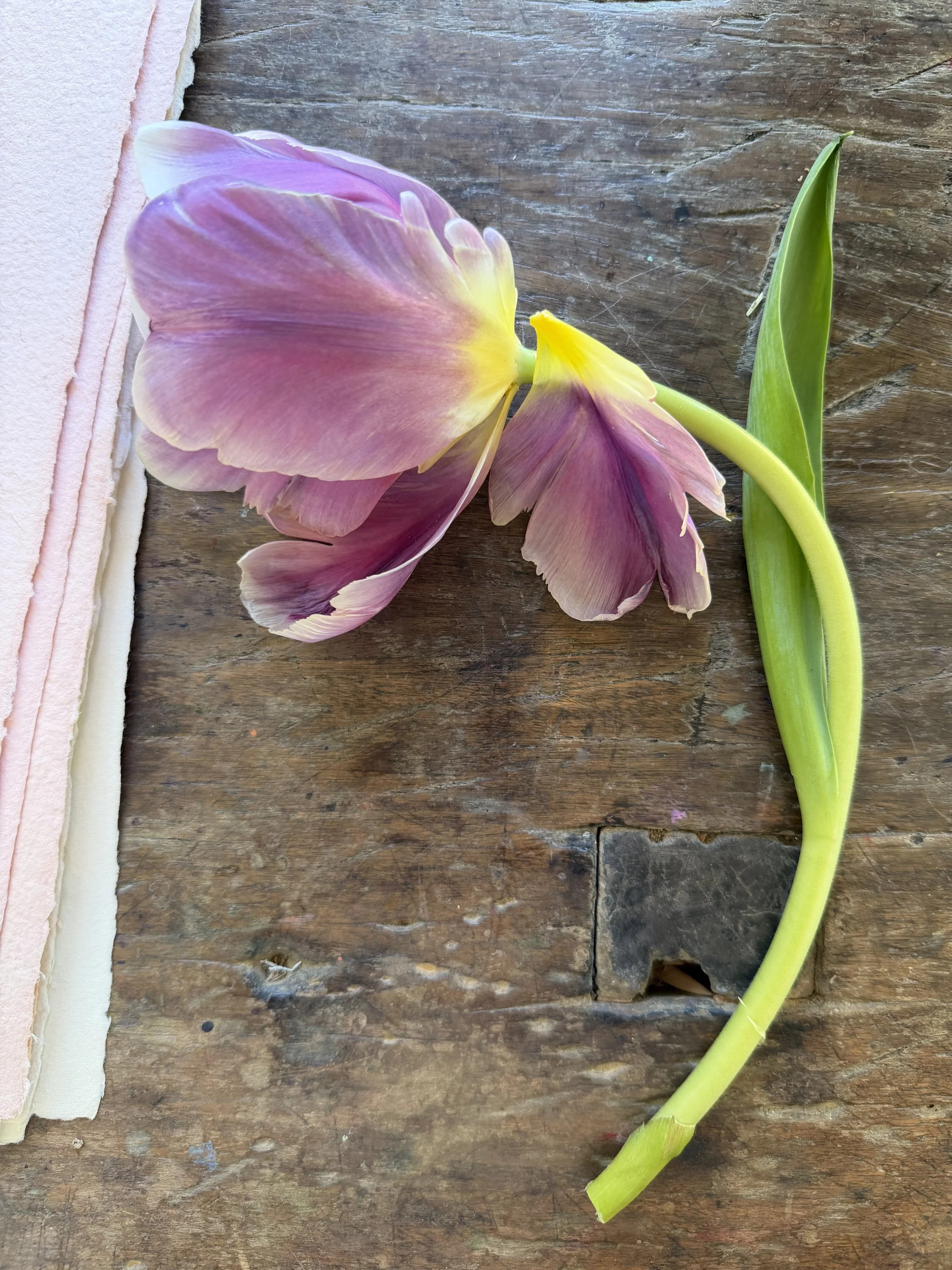 A pink and purple tulip with a green stem and leaf resting on a wooden surface.
