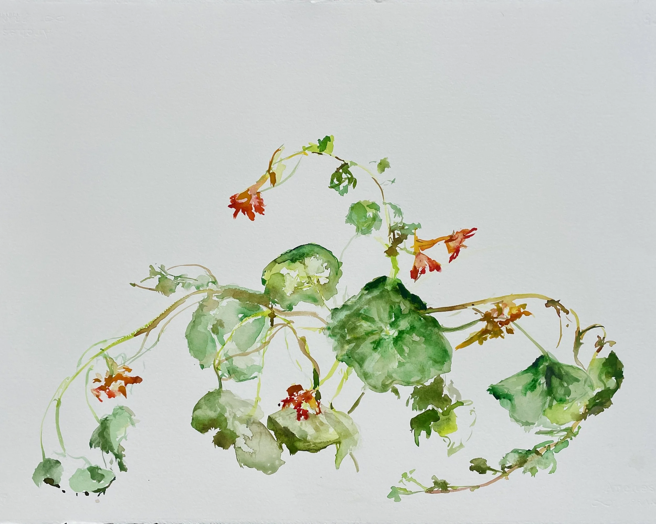 Watercolor painting of a sprawling green and red flowering plant with trailing vines on a white background.
