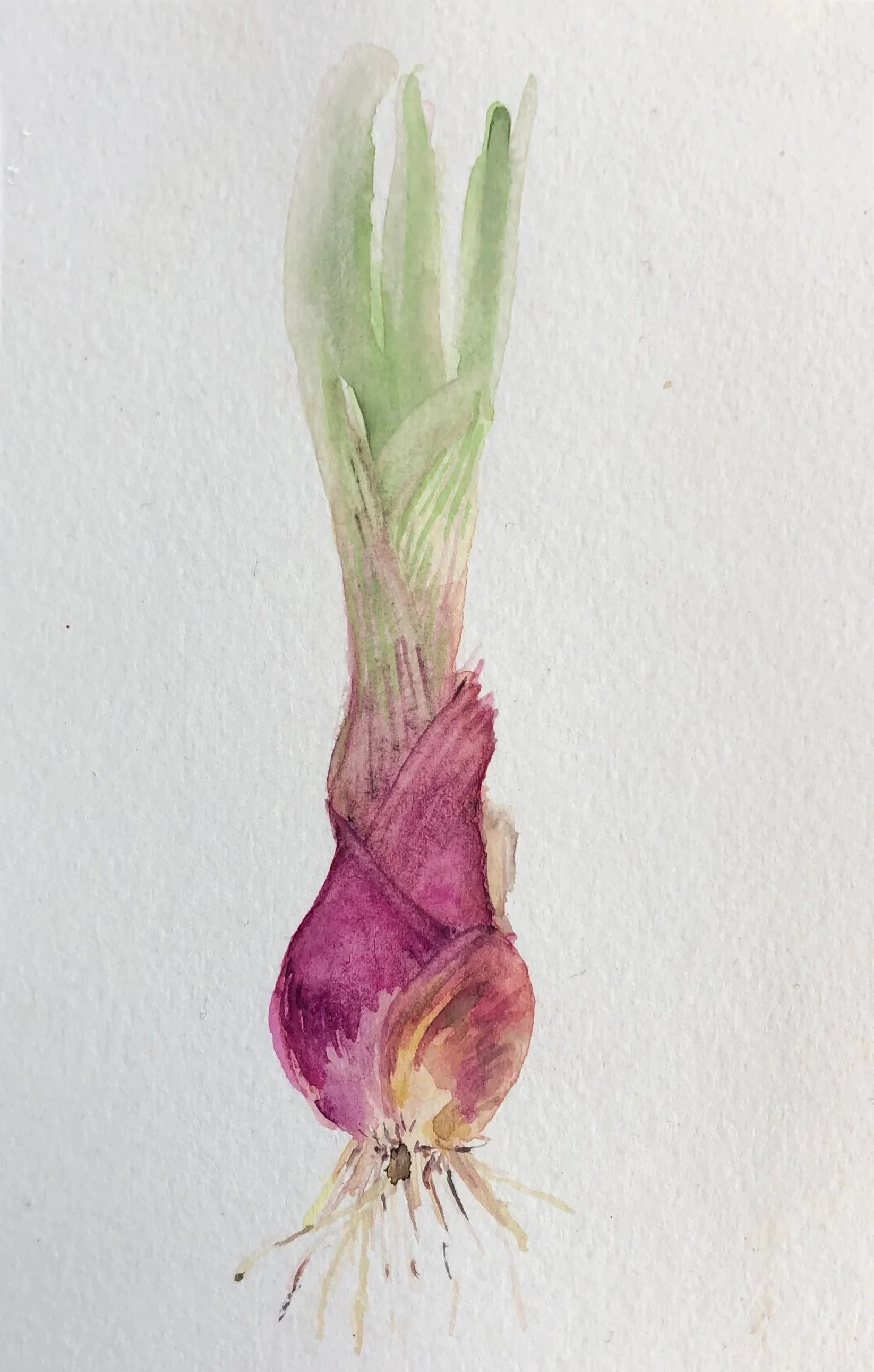 Watercolor painting of a red onion with green sprouts and roots.