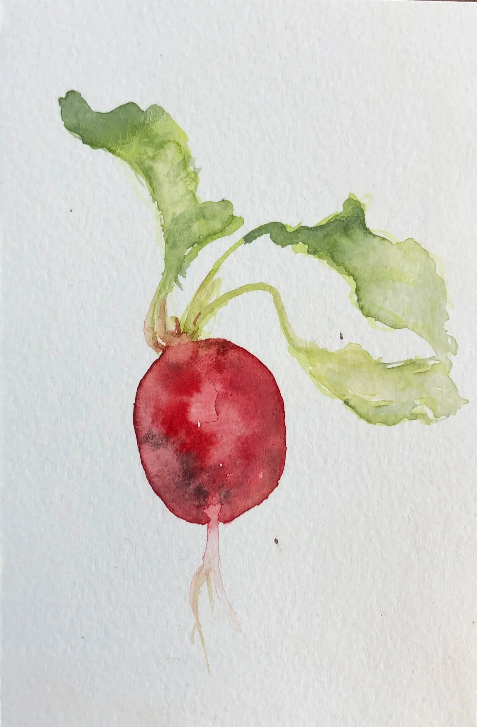 Watercolor painting of a radish with green leaves against a white background.