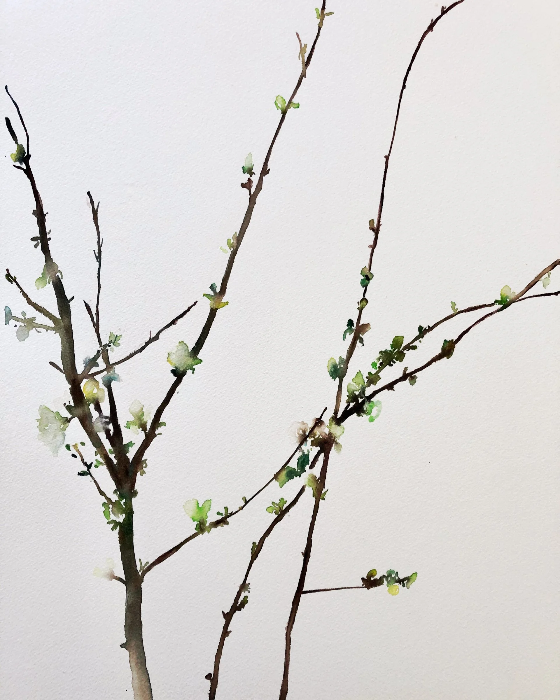 Close-up of a budding tree branch with small green leaves and buds