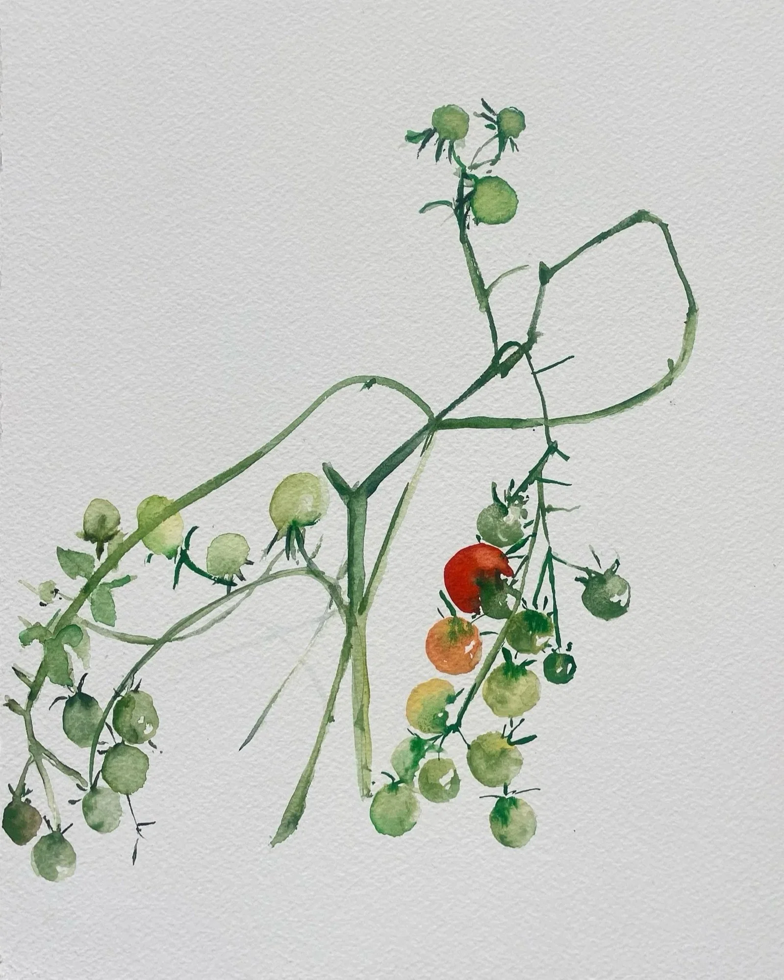 Watercolor painting of a vine with small green and red tomatoes on a light textured background.