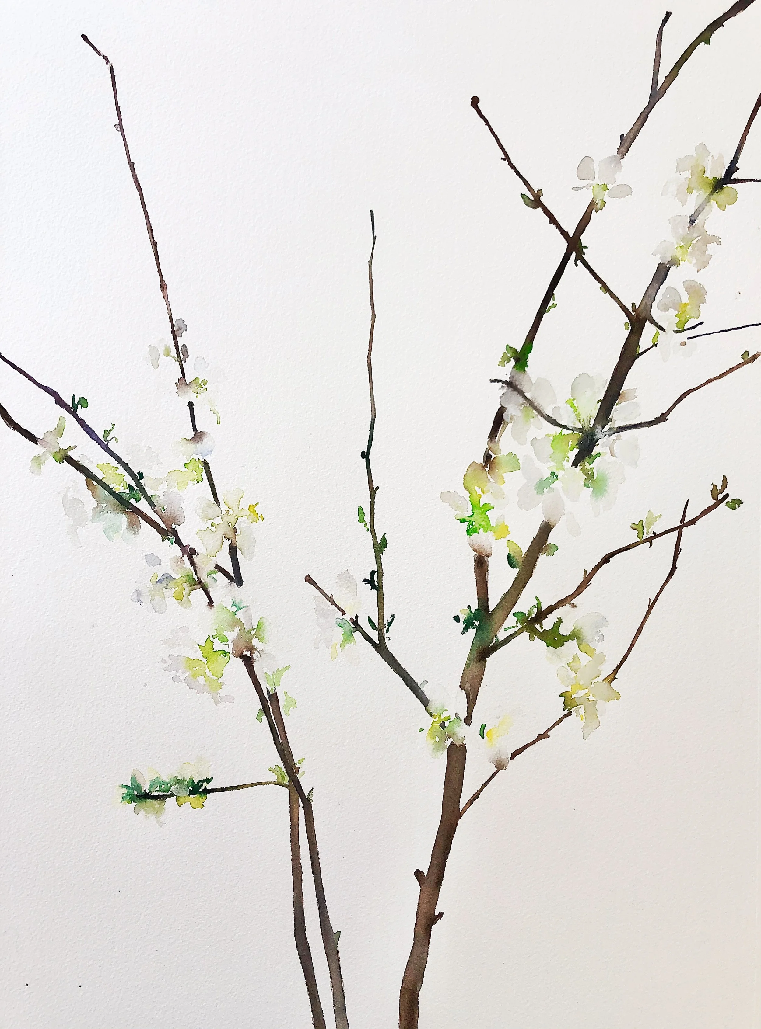 Watercolor painting of a blossoming tree branch with white and light yellow flowers on a white background.